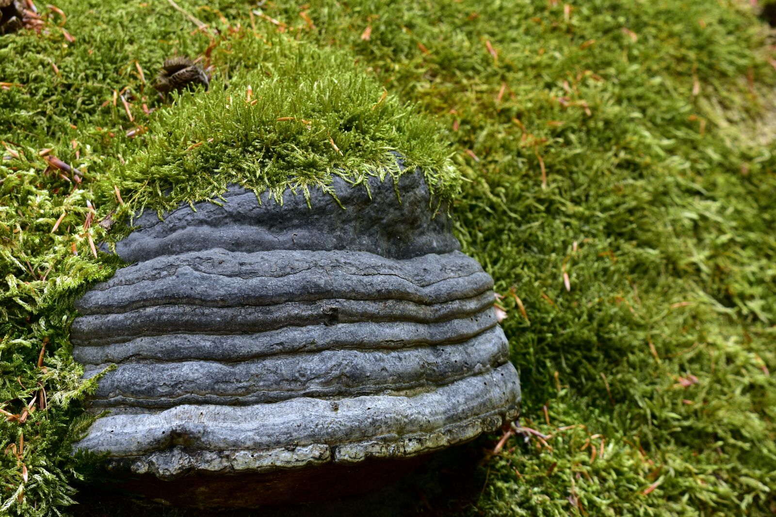 Nikon D3400 sample photo. Hub, moss, nature photography