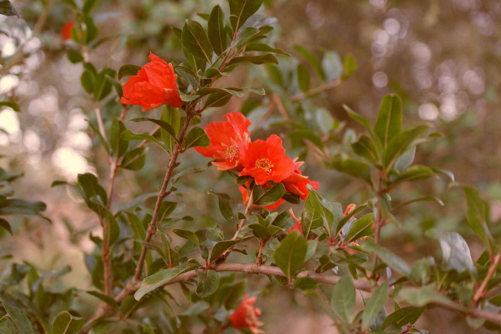 Samsung NX1000 sample photo. Spring, nature, bloom photography