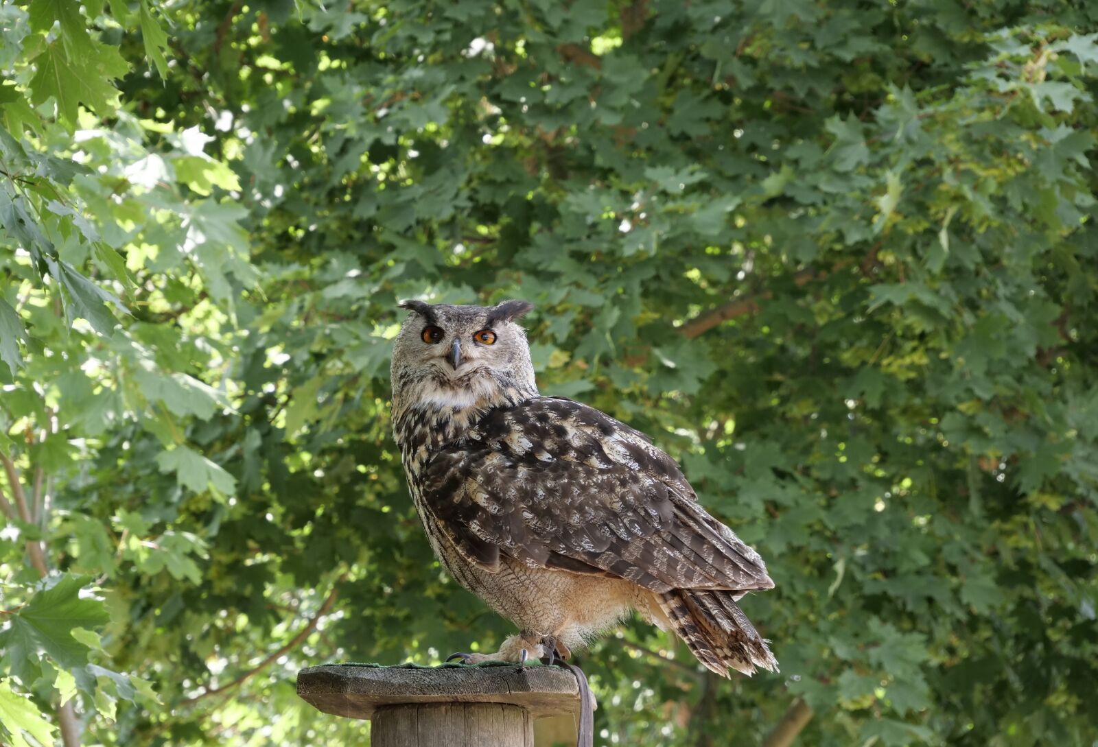 Panasonic Lumix DC-G9 sample photo. Animal world, forest bird photography