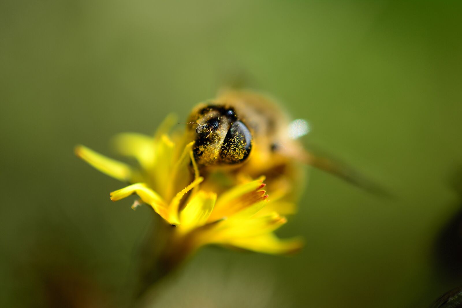 Nikon D5200 sample photo. Bee, pollen, insect photography