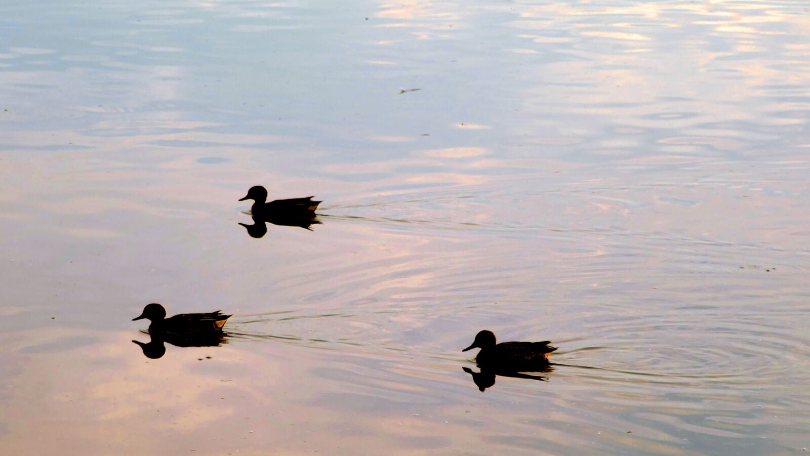 Fujifilm FinePix S6500fd sample photo. 3, ducks, with, their photography