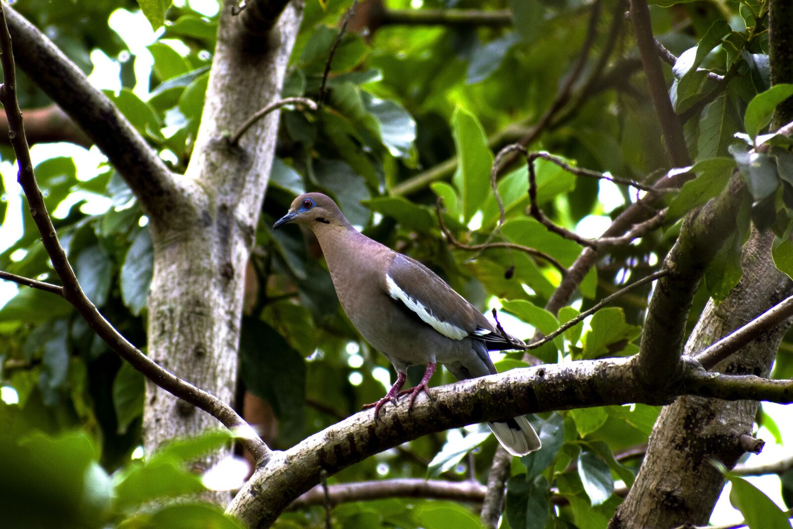 Nikon D5300 sample photo. Paloma, tortola, birds photography