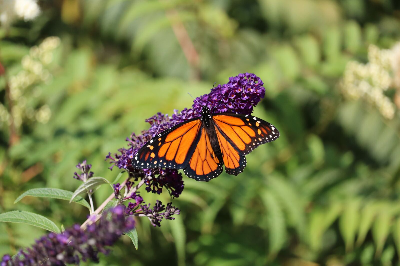 Canon EOS 750D (EOS Rebel T6i / EOS Kiss X8i) + Canon EF-S 55-250mm F4-5.6 IS STM sample photo. Butterfly, monarch, purple flower photography