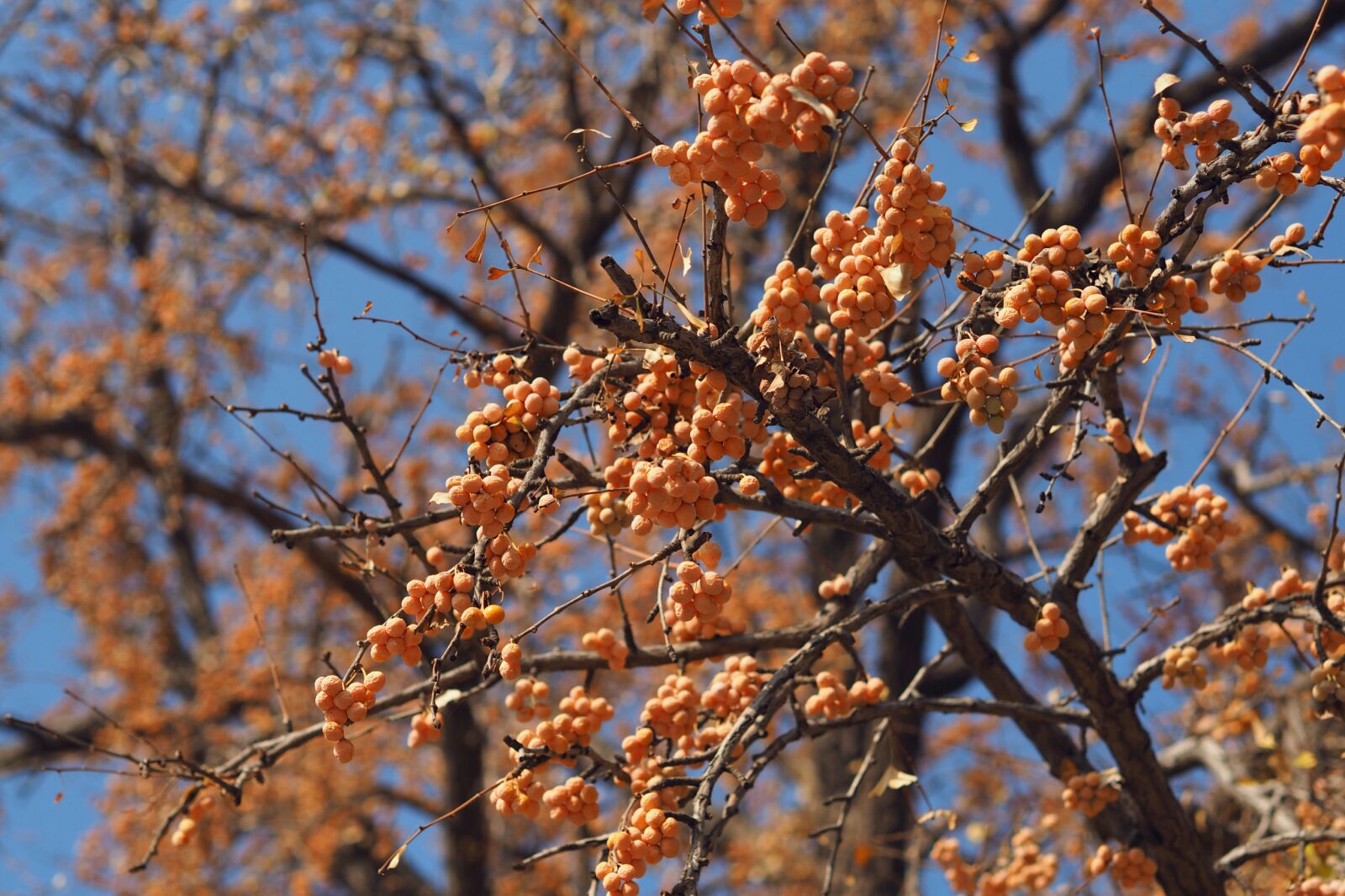 Olympus OM-D E-M10 + Olympus M.Zuiko Digital 45mm F1.8 sample photo. Autumn, ginkgo, beijing photography