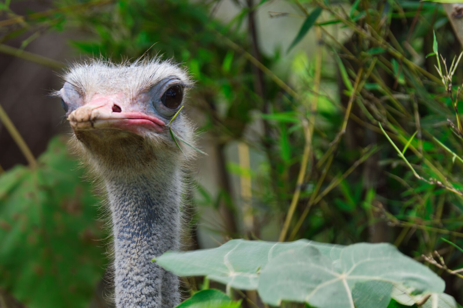 Nikon D3200 sample photo. Ostrich, costa rica, ave photography