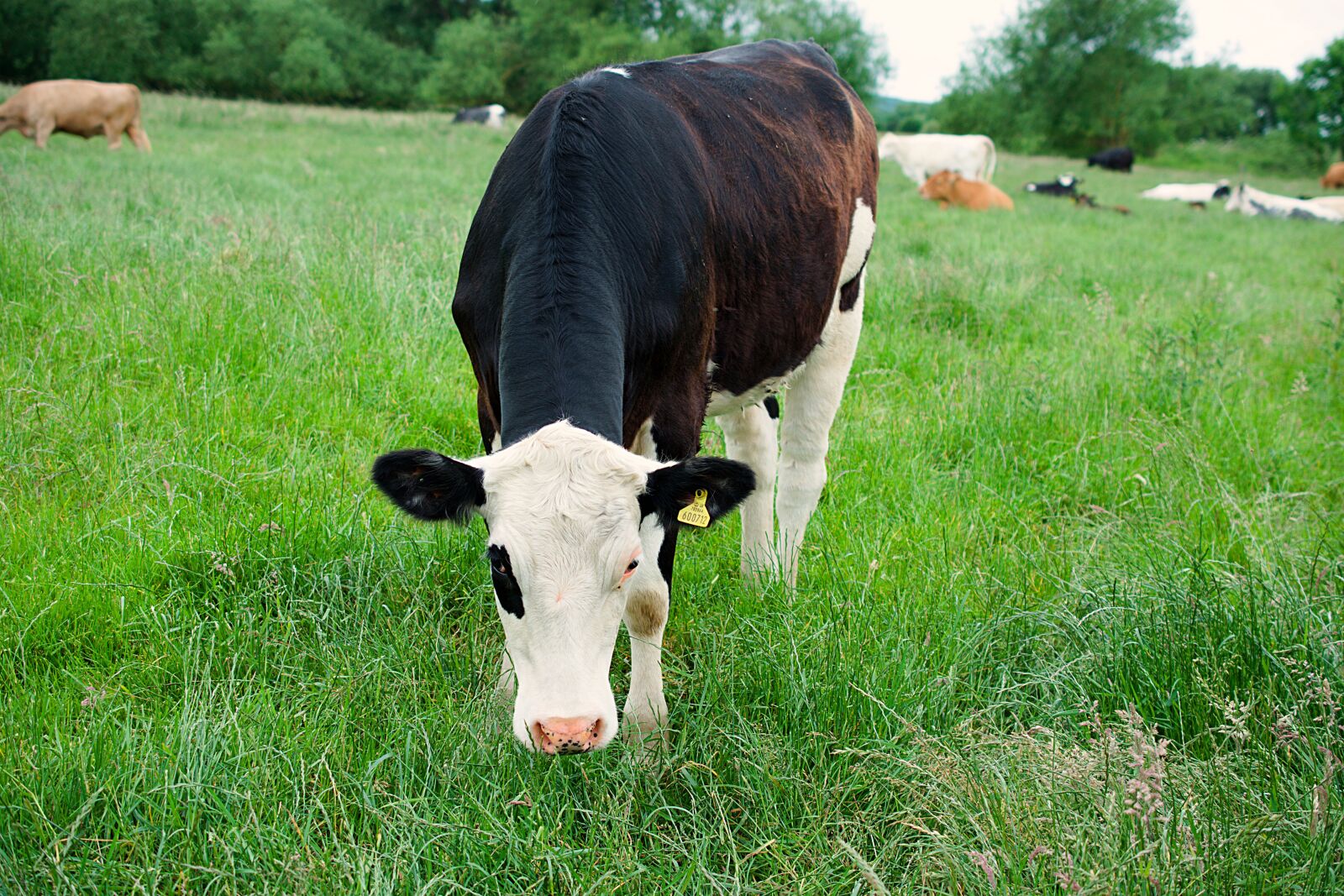 Nikon D3400 sample photo. Dairy cow, cow, cattle photography