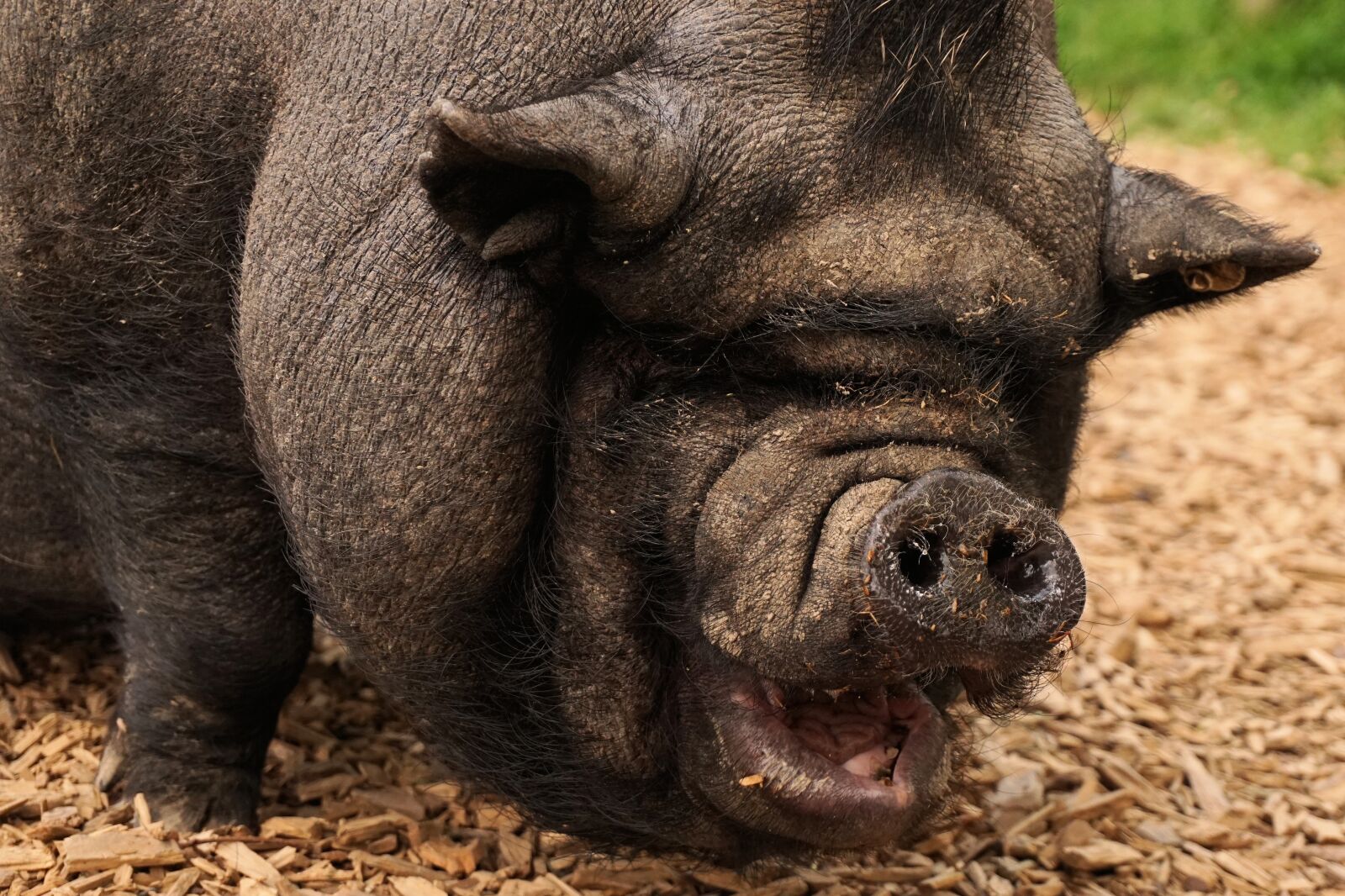 Sony a6000 sample photo. Pig, pot bellied pig photography