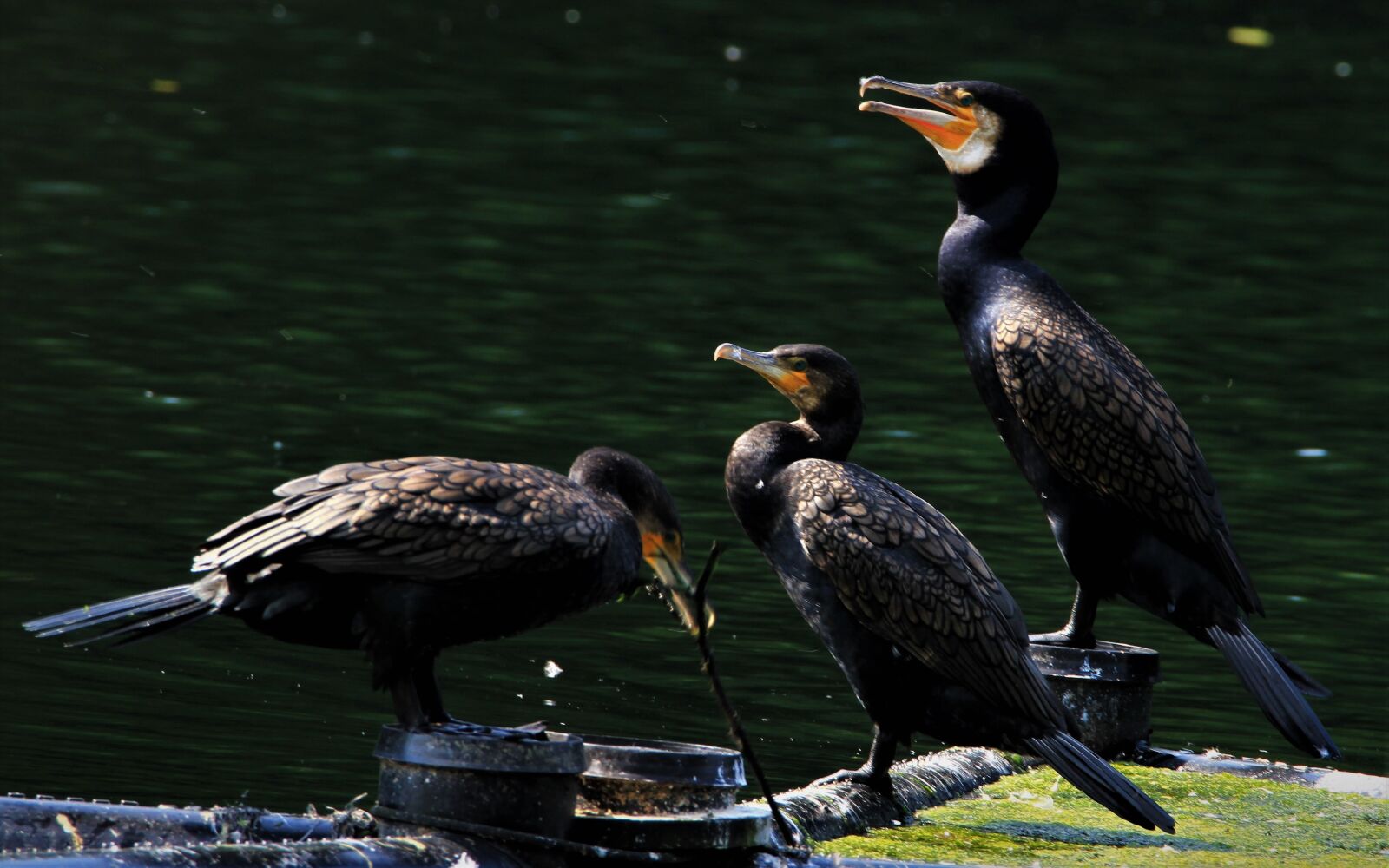 Tamron SP 150-600mm F5-6.3 Di VC USD sample photo. Cormorant, birds, bird photography