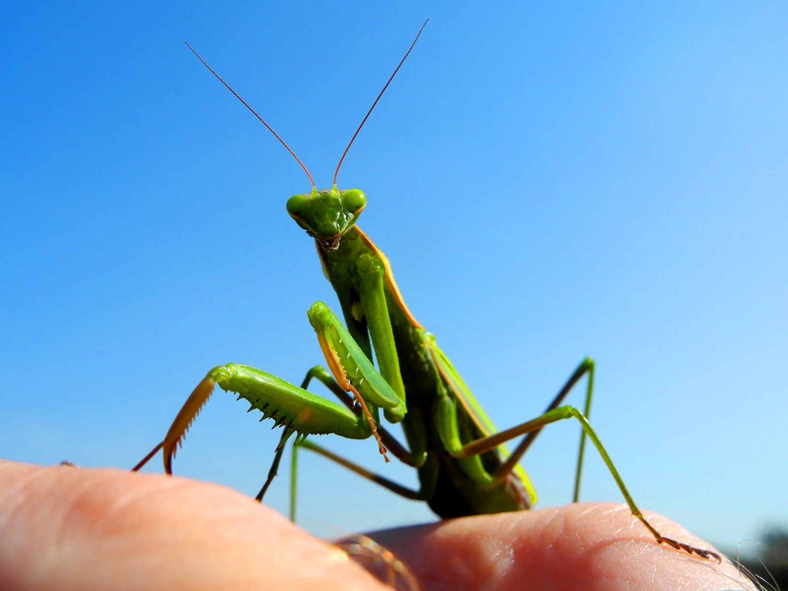 Nikon Coolpix P7000 sample photo. Mantis, praying, insect photography