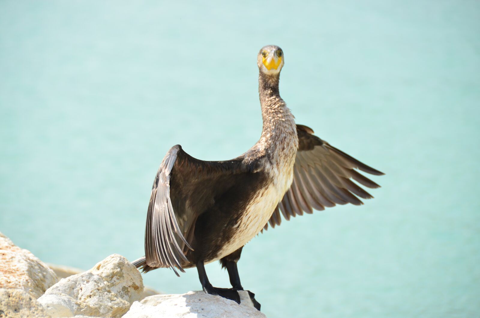 Nikon D7000 sample photo. Kerguelen shag, cormorant, sea photography