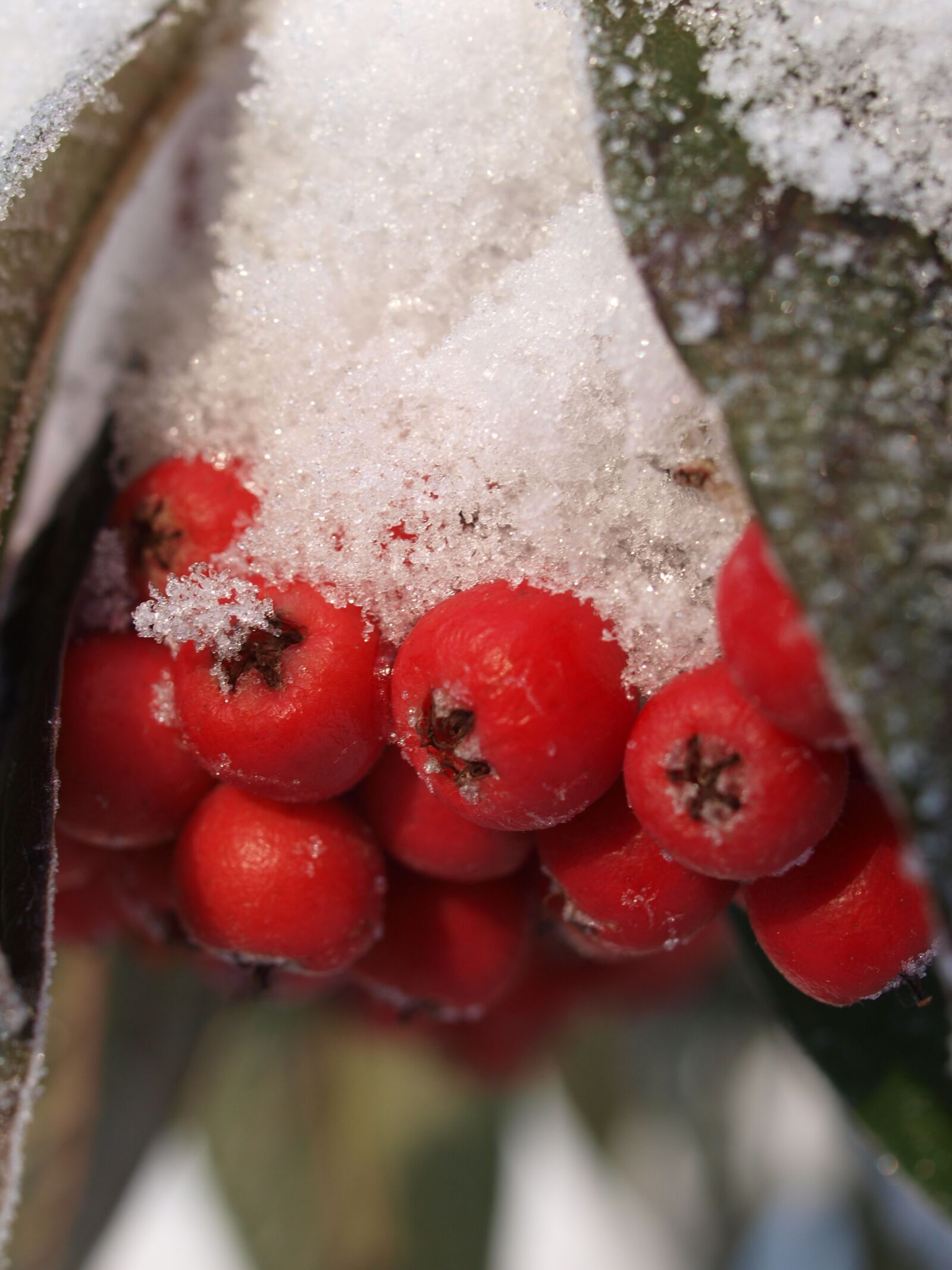 Olympus E-520 (EVOLT E-520) sample photo. Snow, winter, berries photography