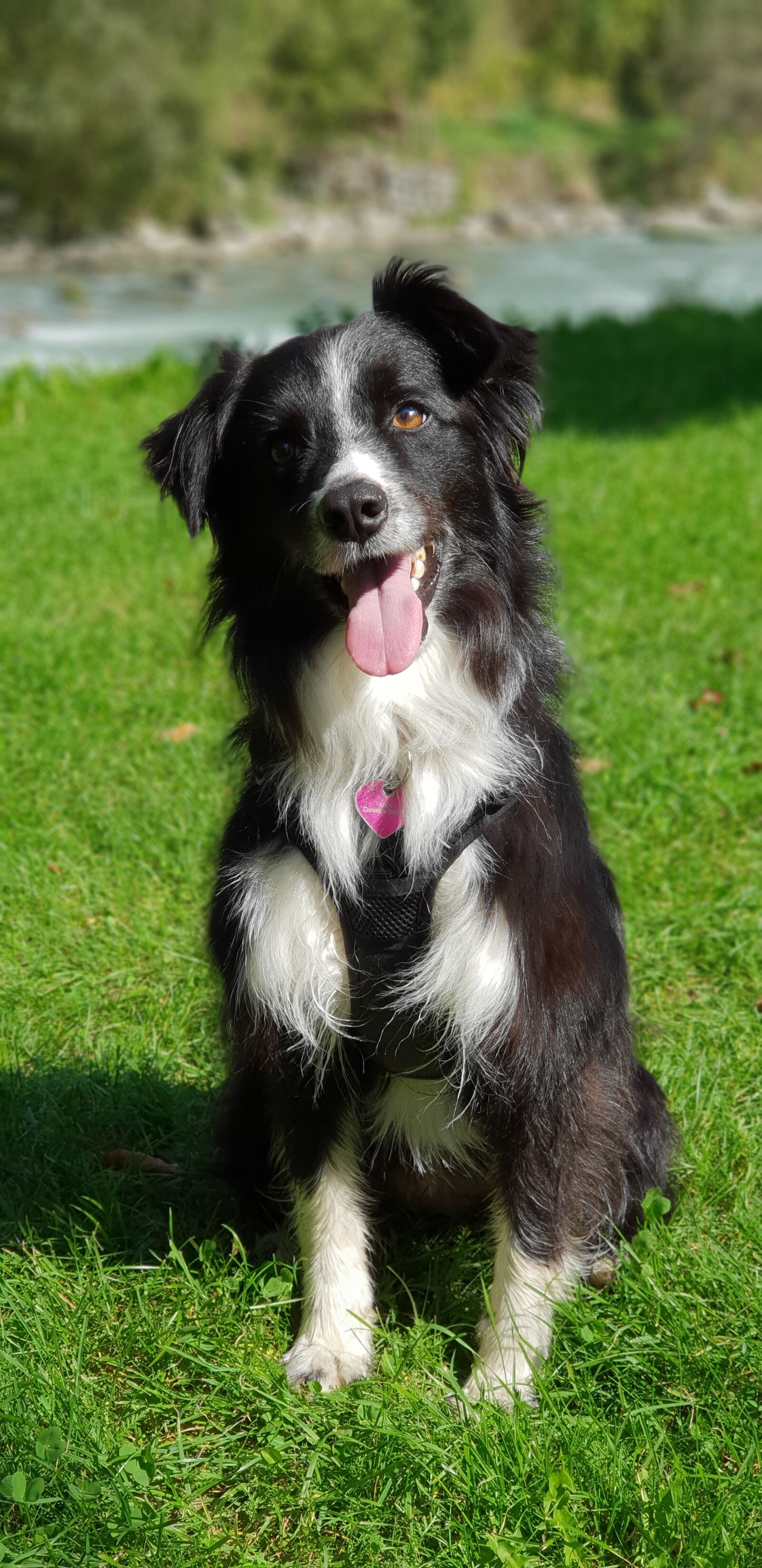 Samsung Galaxy S9+ sample photo. Border collie, dogs, animals photography