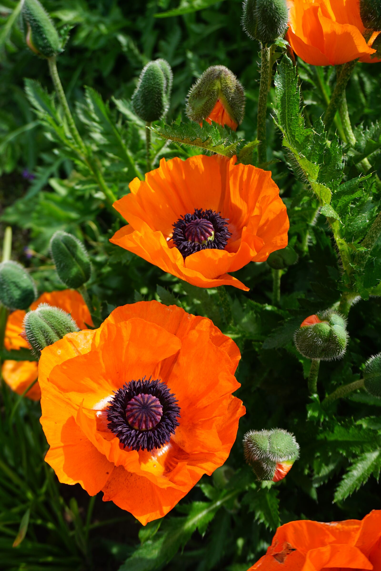 Sony E 16-50mm F3.5-5.6 PZ OSS sample photo. Nature, flowers, poppy photography
