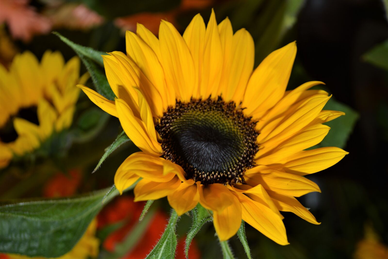 Nikon D5200 sample photo. Sunflower, close up, nature photography