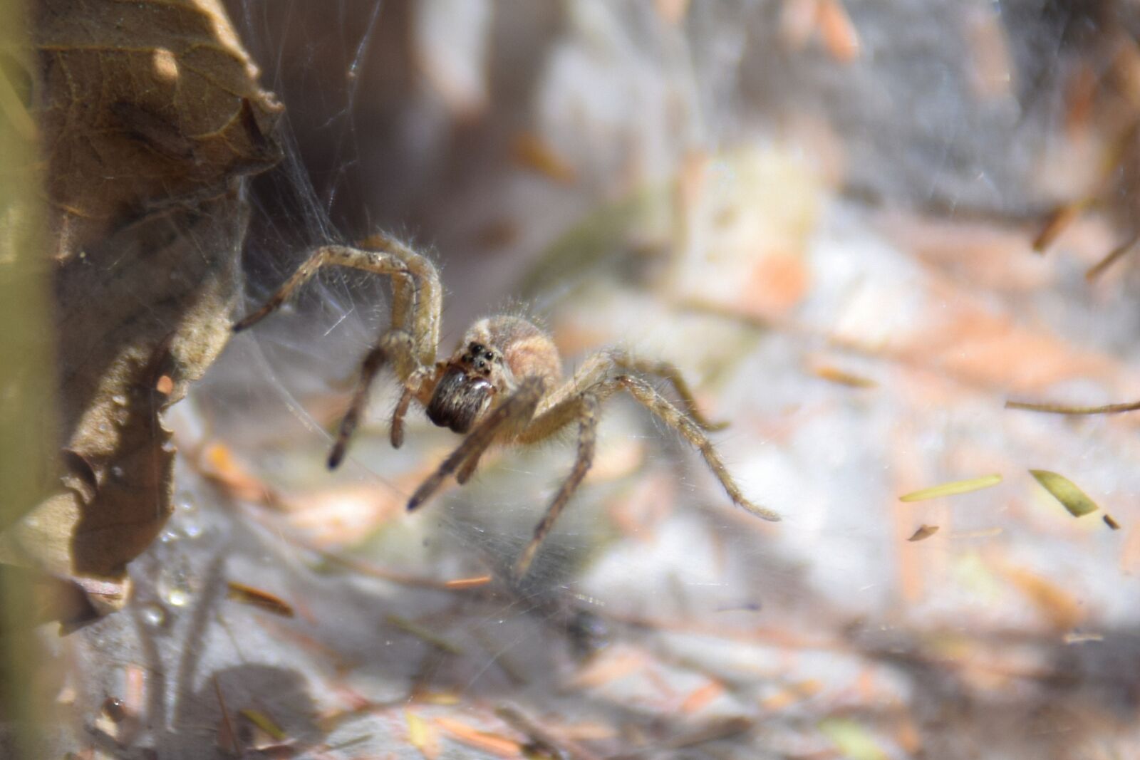 Nikon D5300 sample photo. Spider, arachnid, macro photography