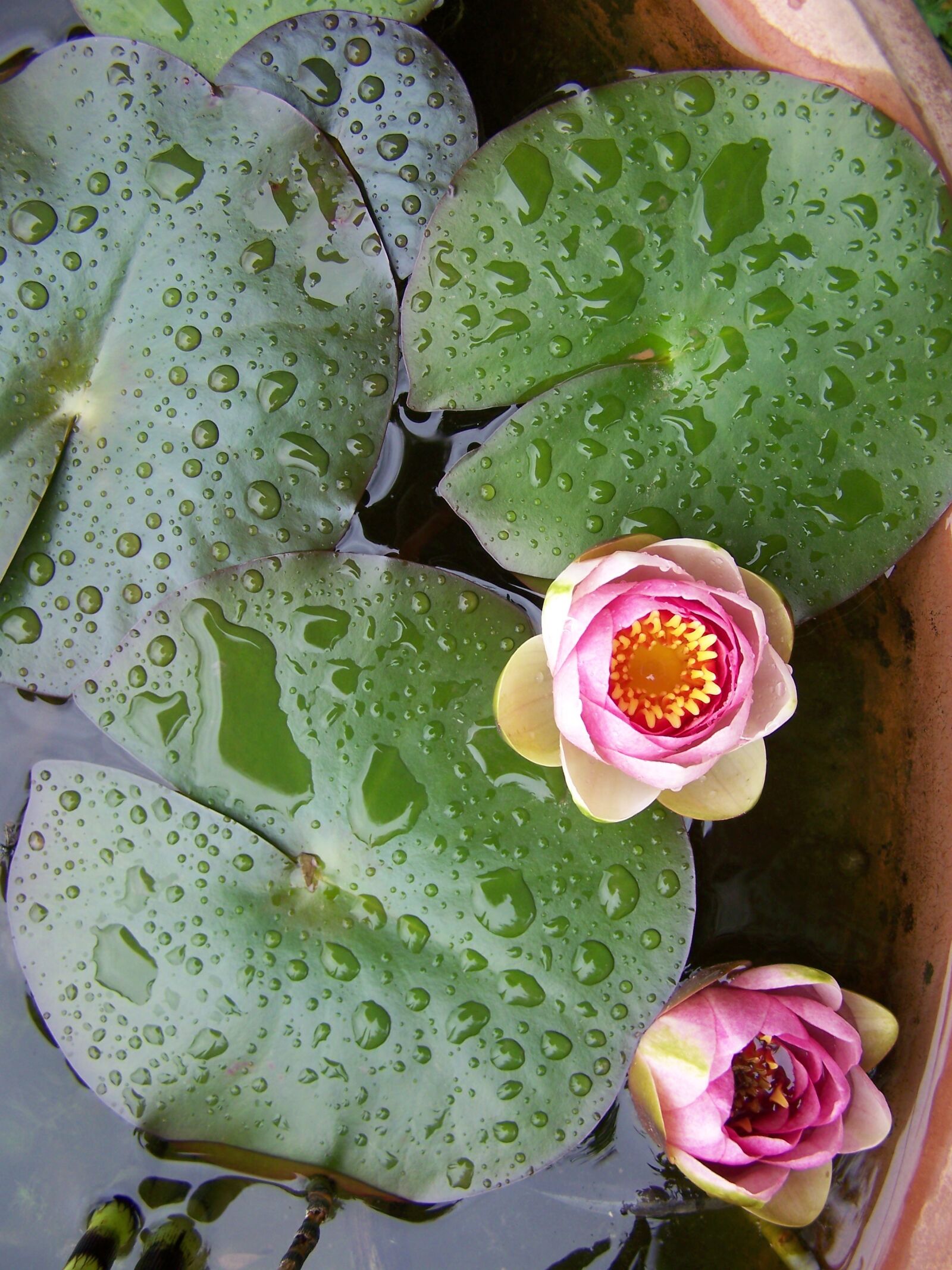 Kodak EASYSHARE Z710 ZOOM DIGITAL CAMERA sample photo. Aquatic plants, flowers, waterlilies photography