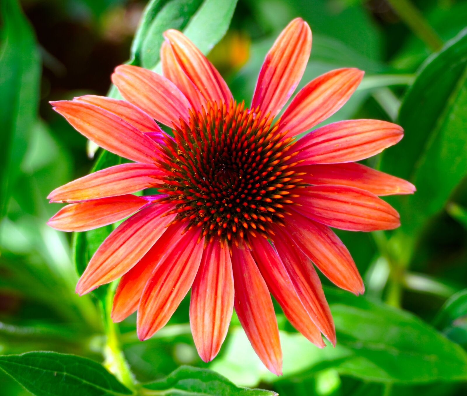 Sony a6400 sample photo. Echinacea, blossom, bloom photography