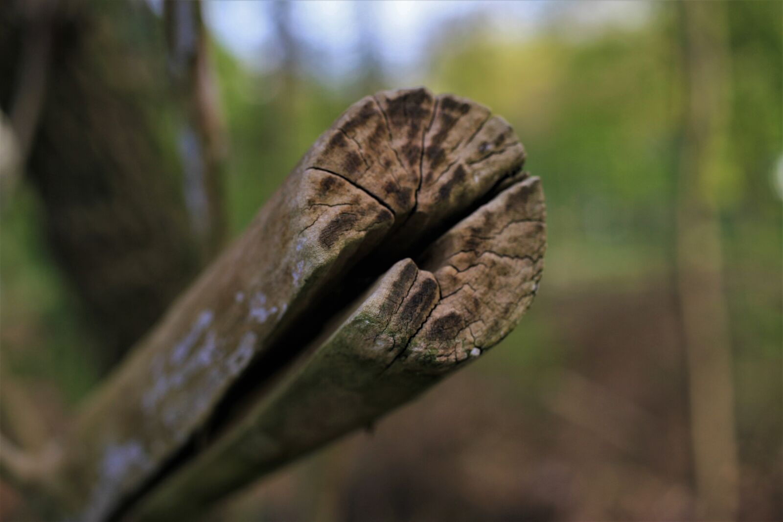 Canon EOS 7D sample photo. Tree, cut tree, log photography