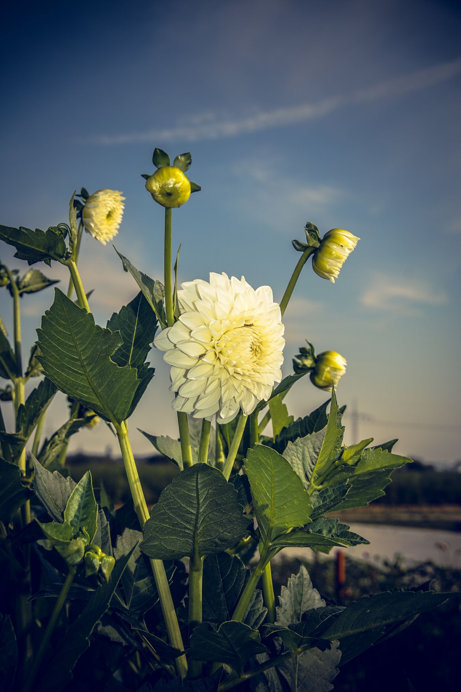 Sony ILCA-77M2 sample photo. Dahlia, blossom, bloom photography