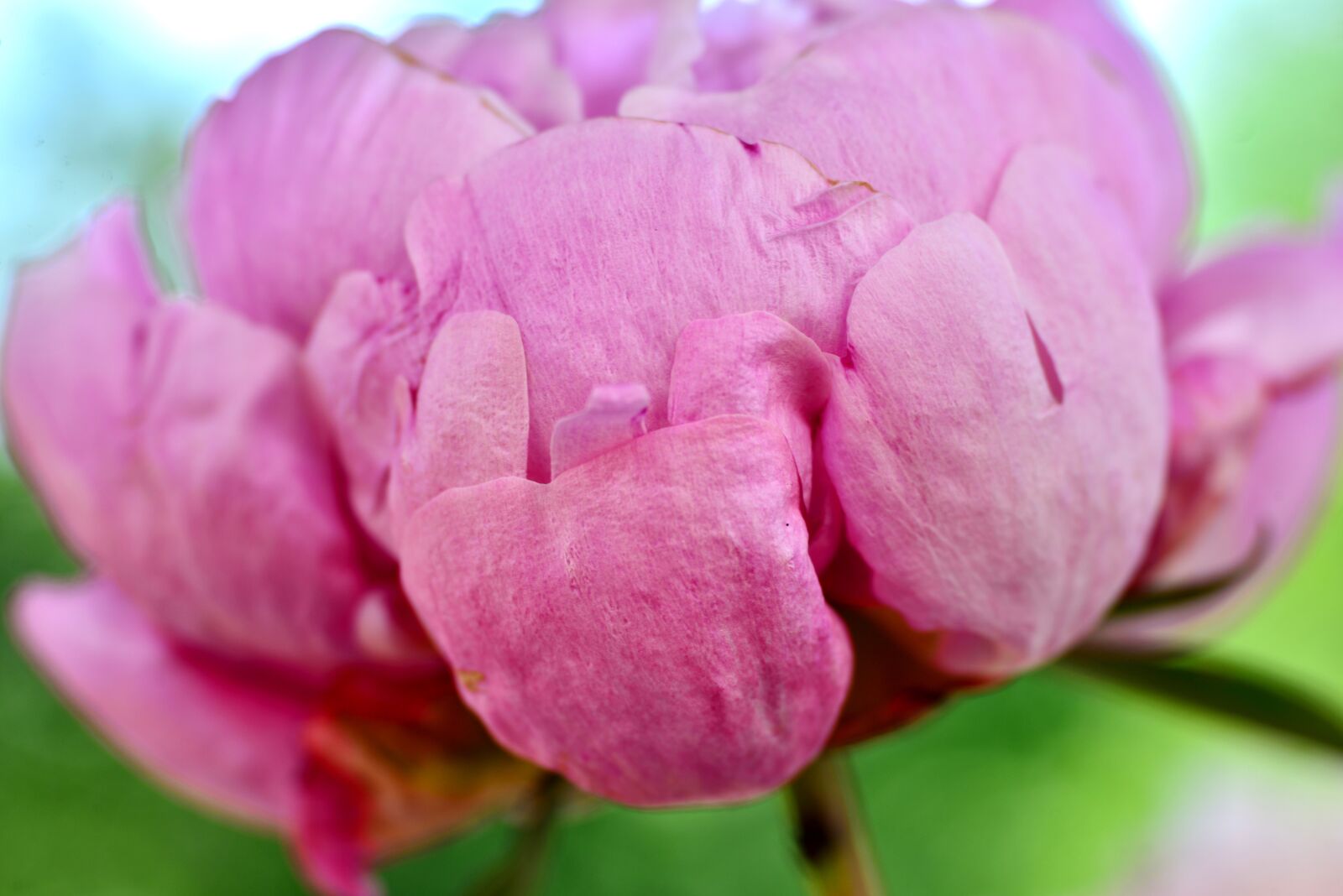 Nikon D600 sample photo. Peony, pink, flower photography