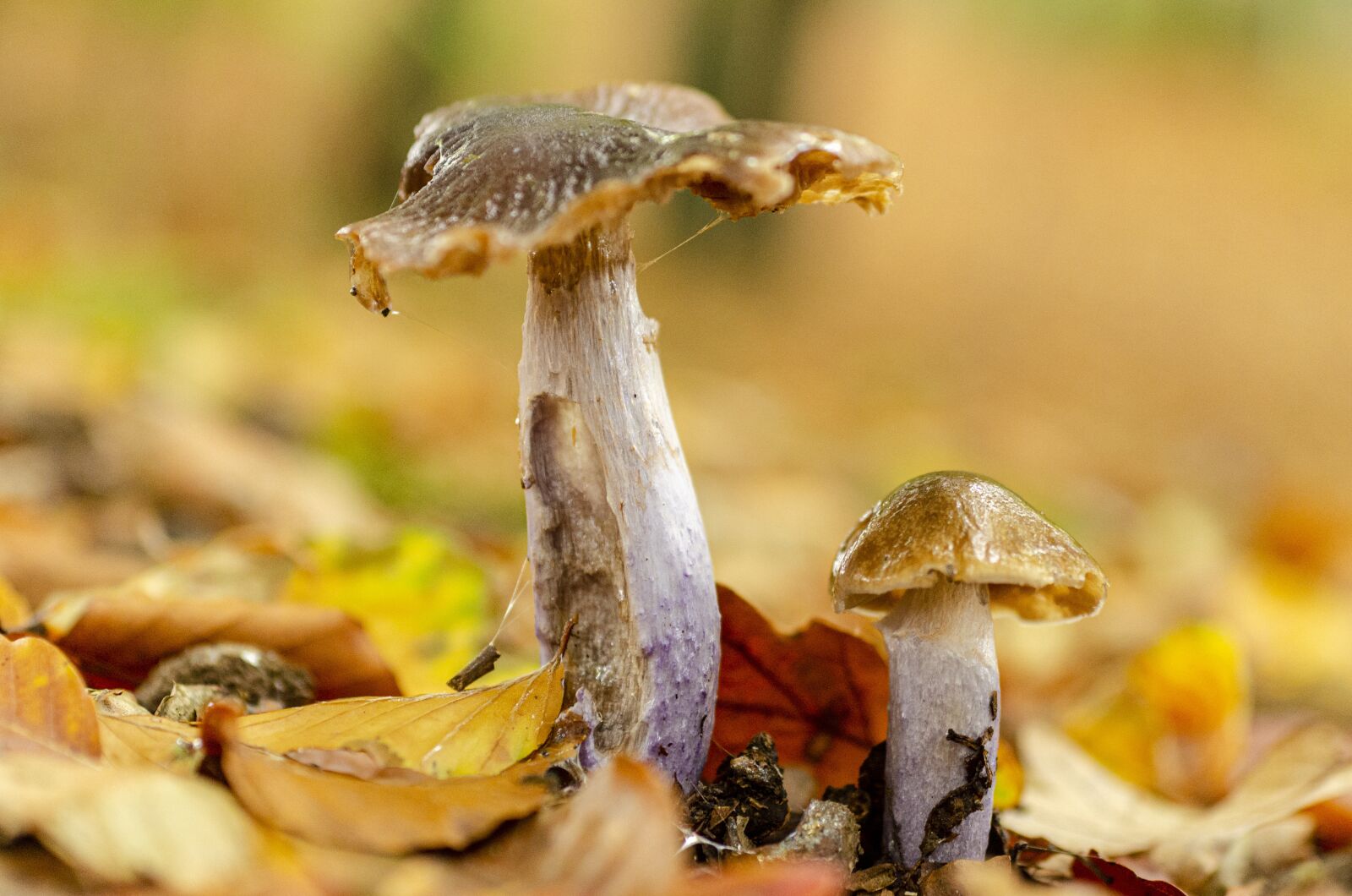 Nikon D7000 sample photo. Fungus, fall, leaf photography