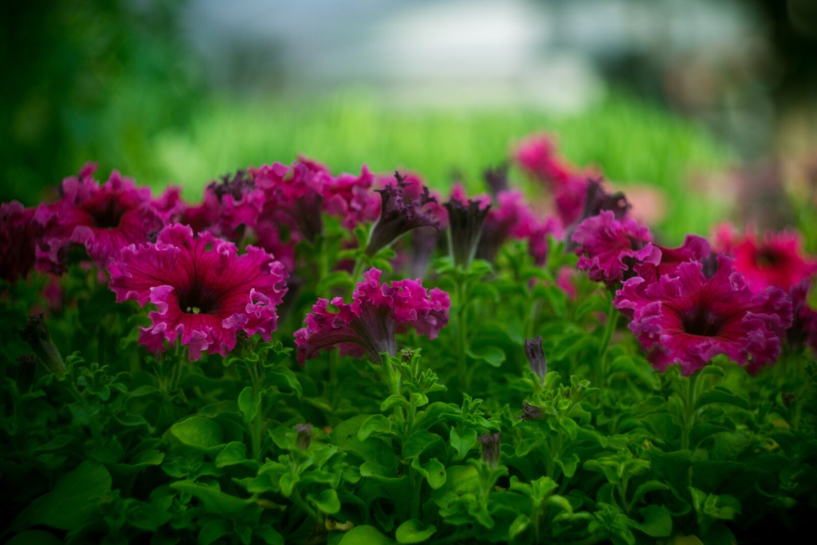 Fujifilm X-T3 sample photo. Flower, flowers, pink photography