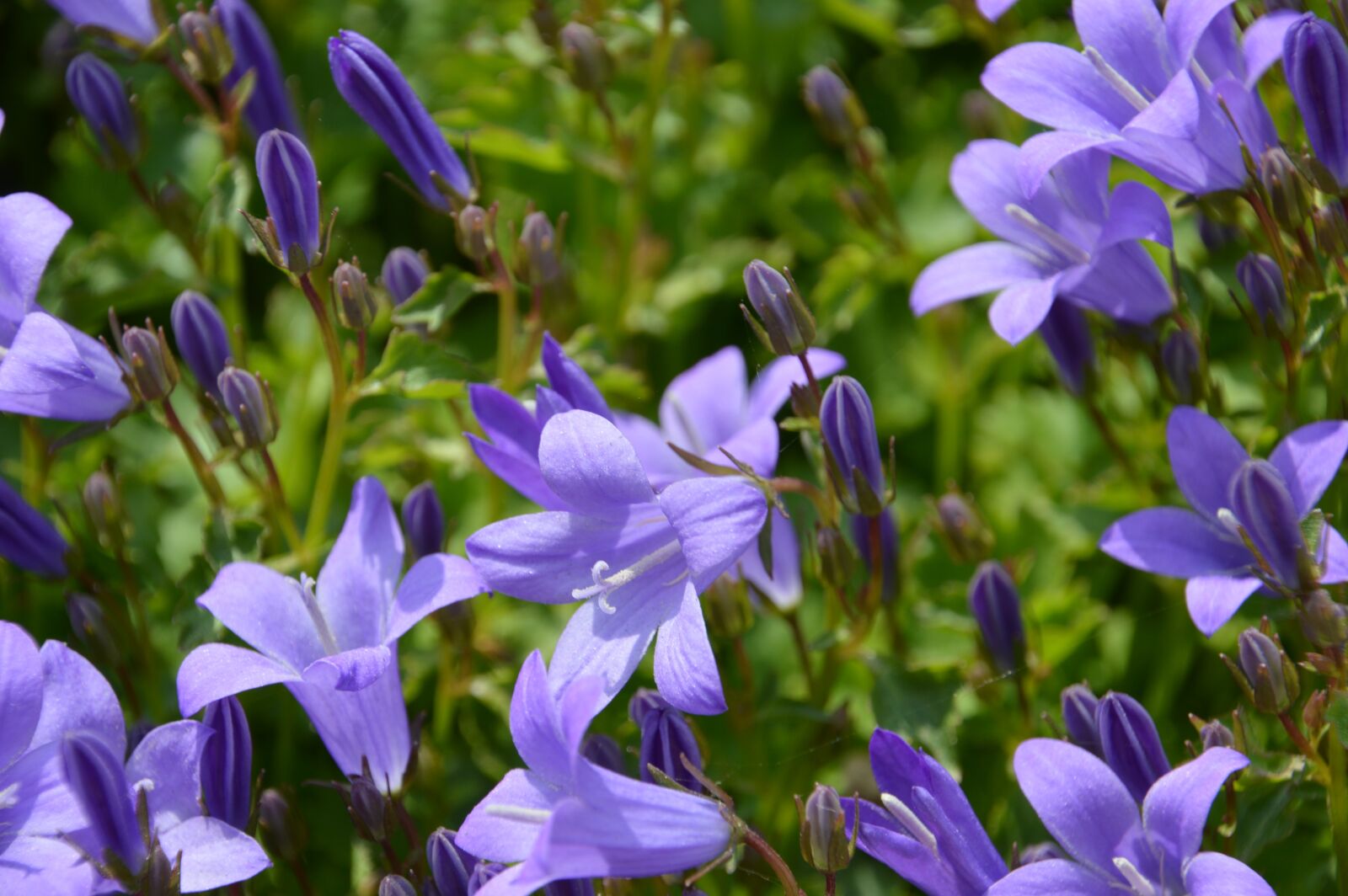 Nikon D3200 sample photo. Bellflower, campanules, campanula photography