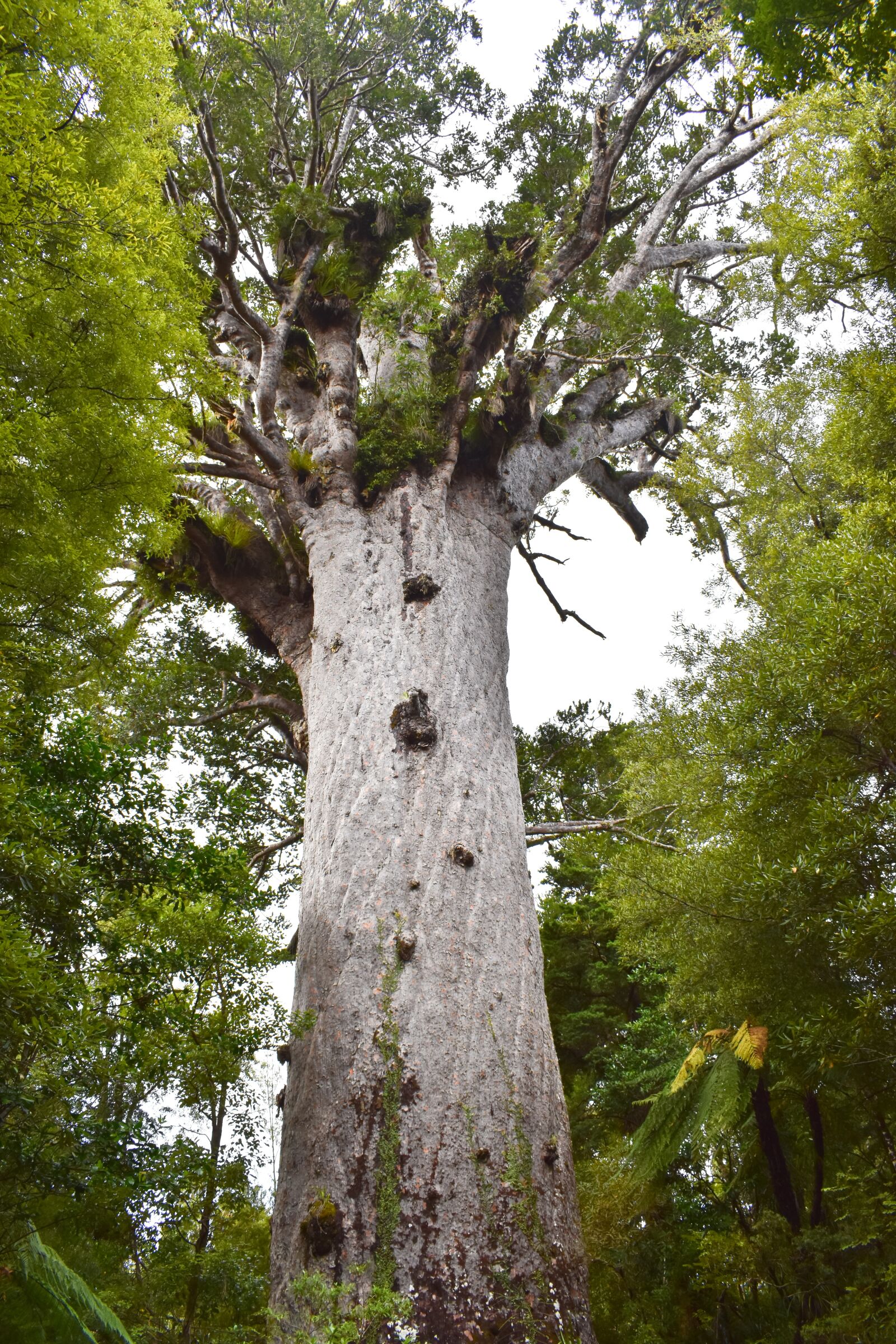 Nikon D5600 sample photo. Kauri tree, big tree photography