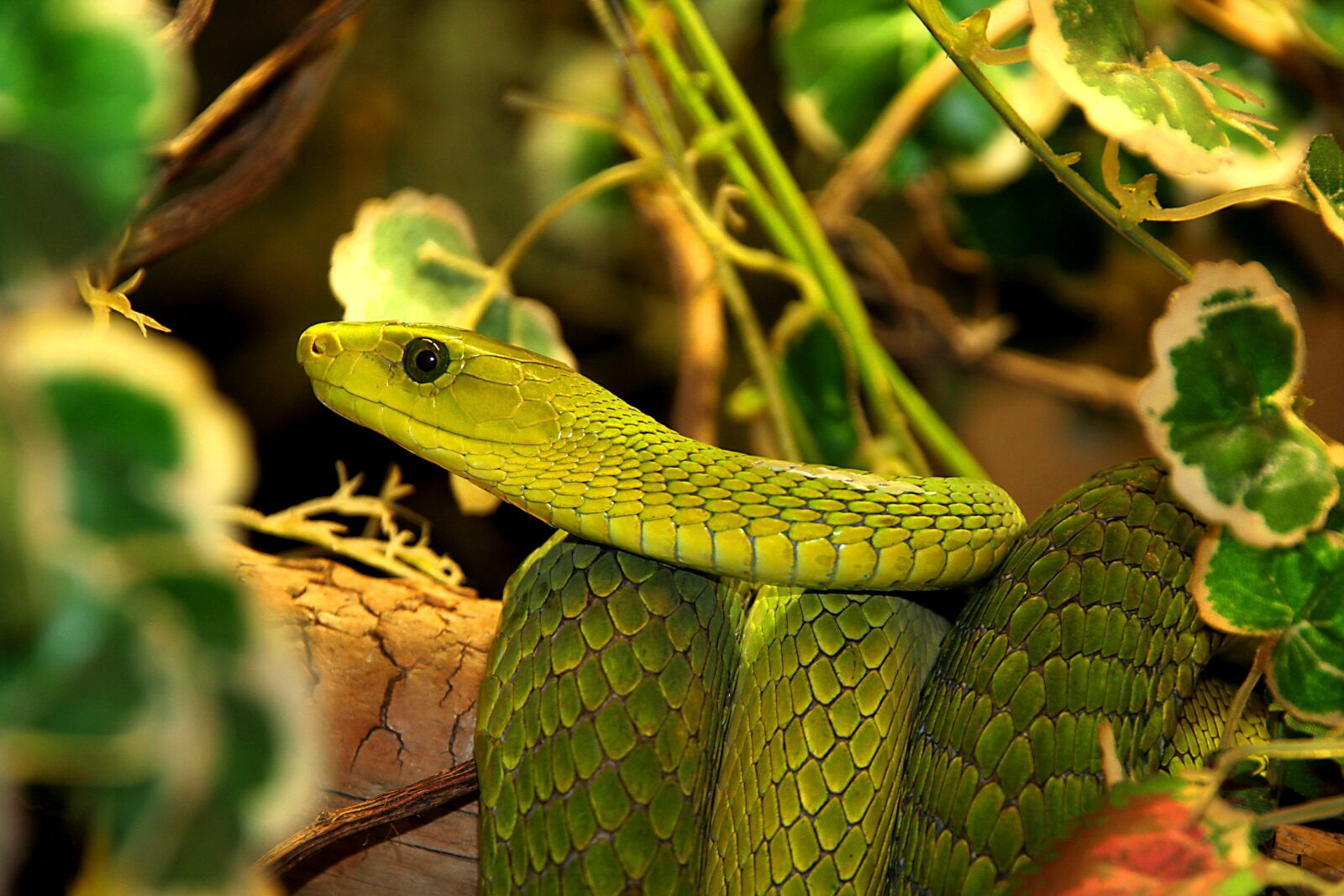 Canon EOS 350D (EOS Digital Rebel XT / EOS Kiss Digital N) sample photo. Snake, reptile, nature photography