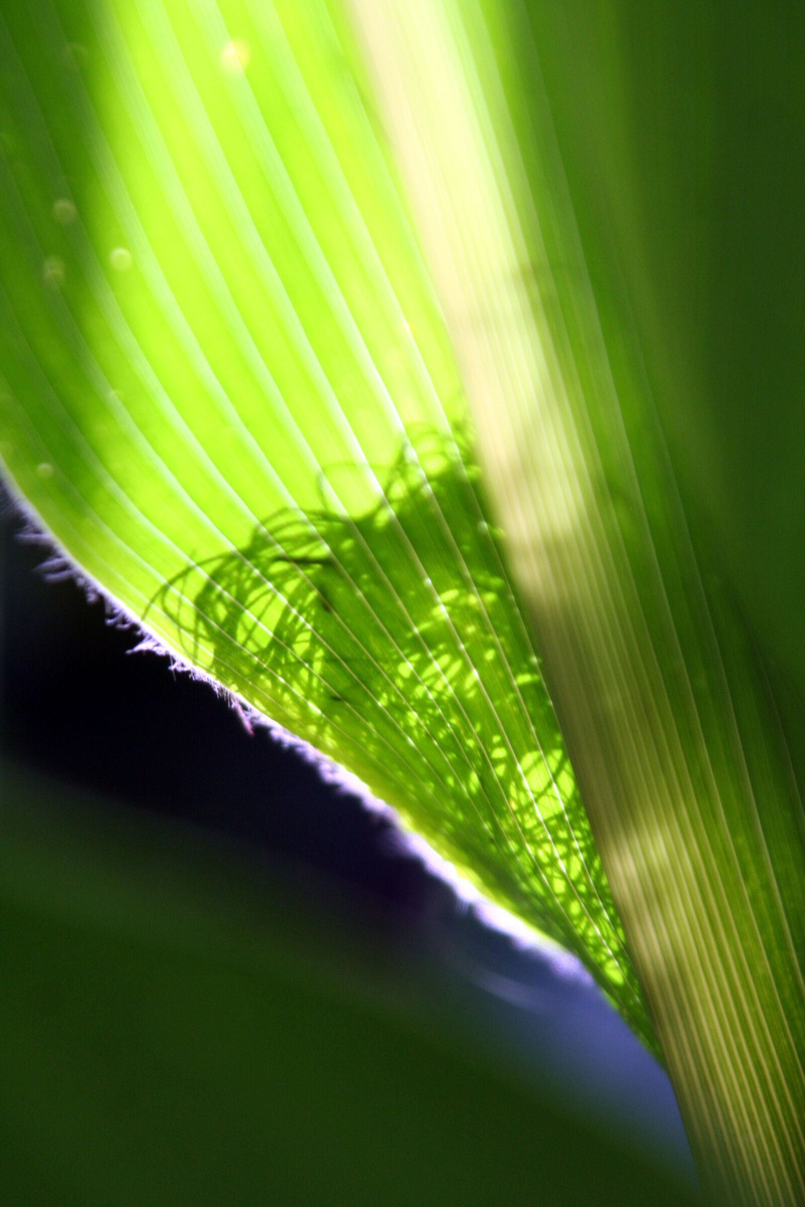 Canon EOS 350D (EOS Digital Rebel XT / EOS Kiss Digital N) sample photo. Corn, transparency, leaf photography