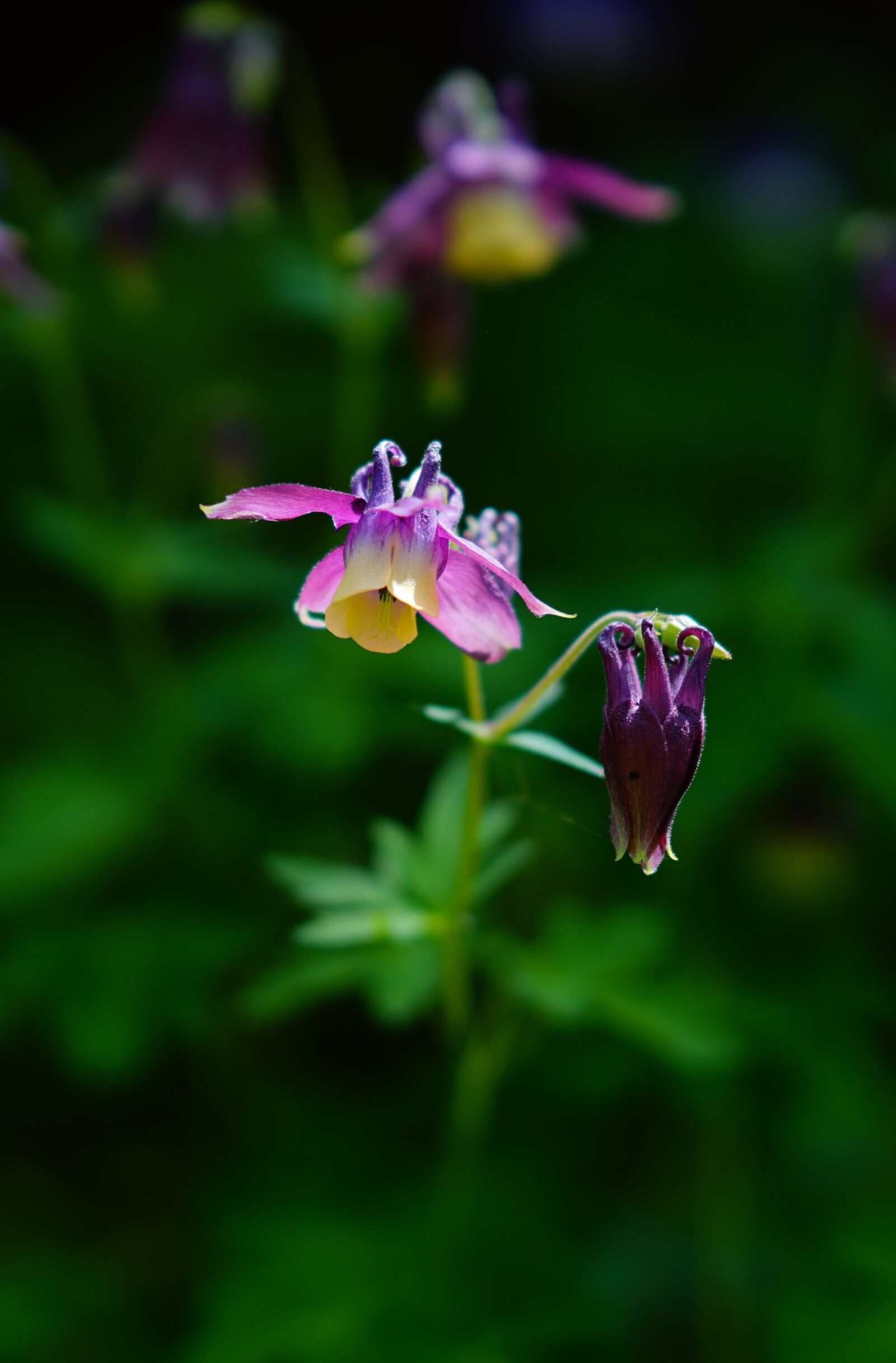 Sony FE 85mm F1.4 GM sample photo. Flowers, beauty, nature photography