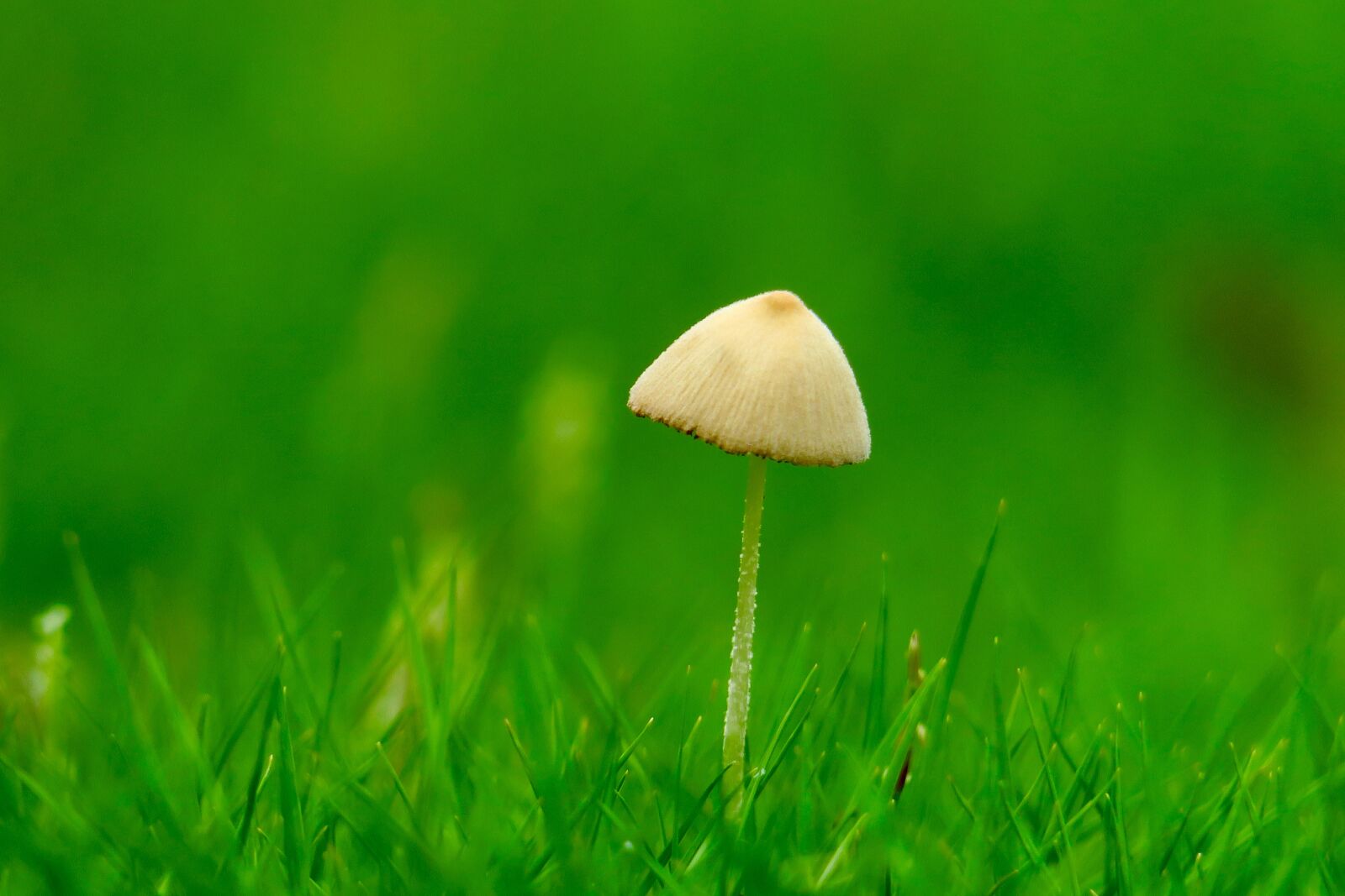 Canon PowerShot G3 X sample photo. Mushroom, fresh, natural photography