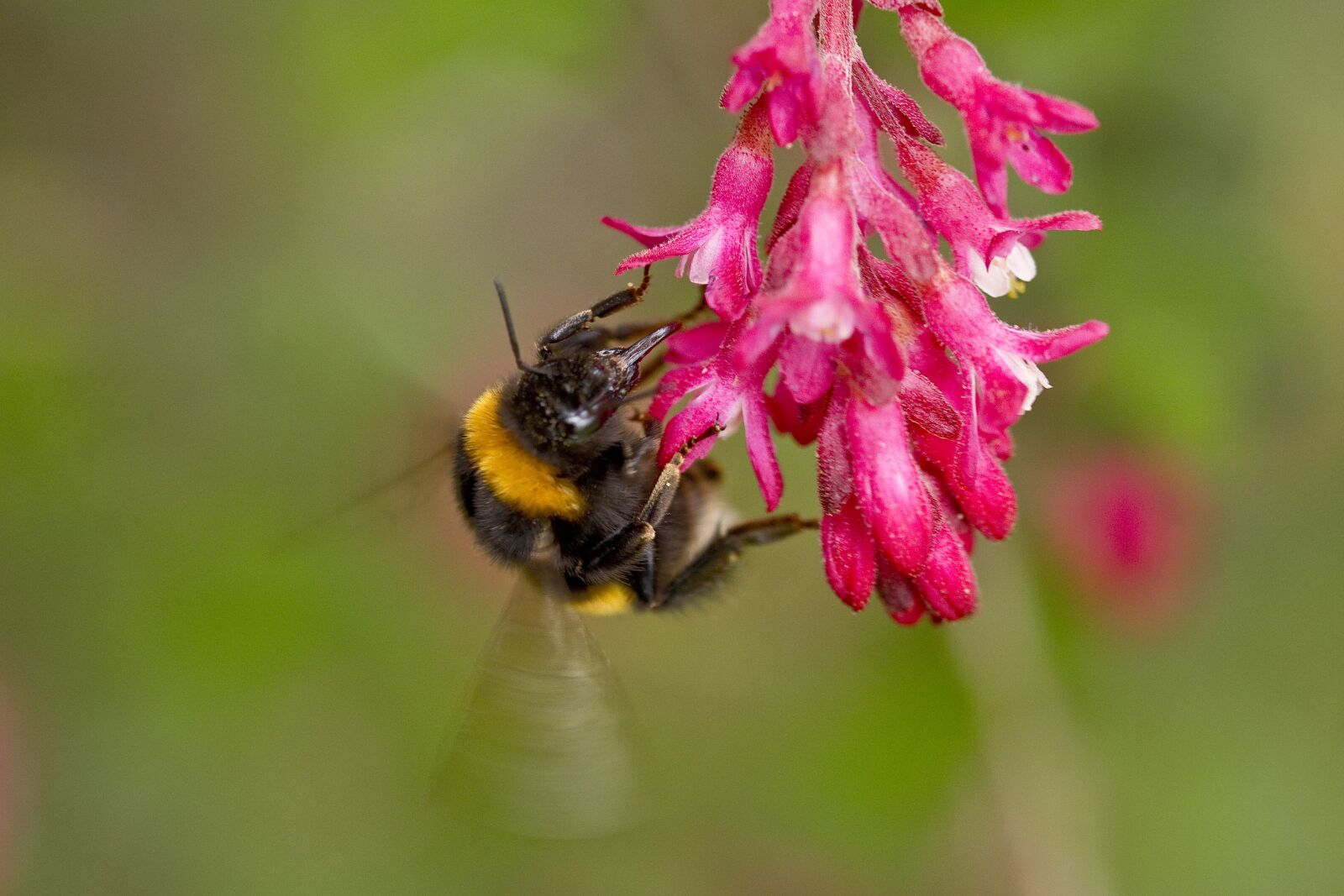 Nikon D500 sample photo. Nature, zierjohannisstrauch, hummel photography