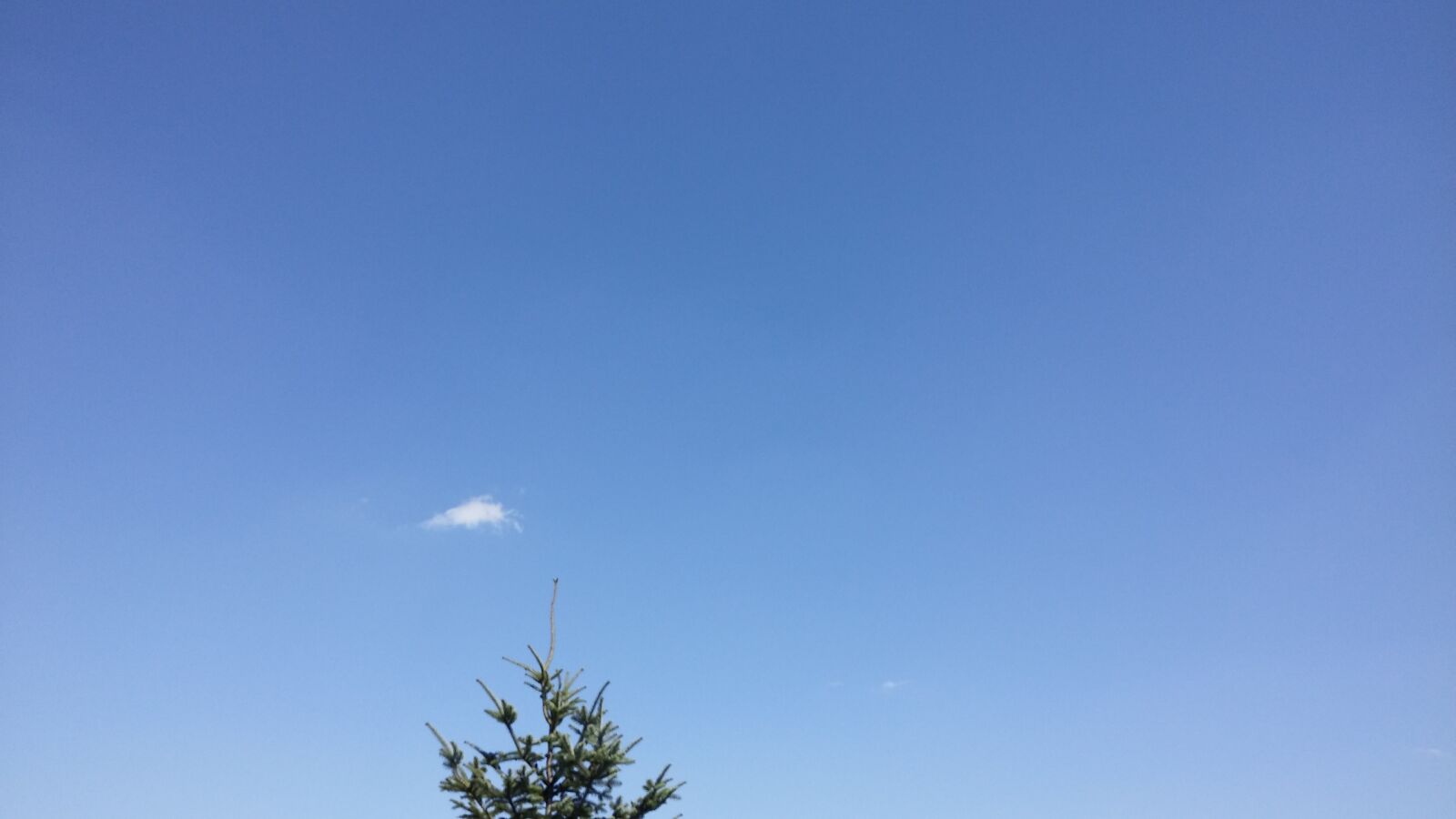 LG ZERO sample photo. Blue, sky, cloud, pine photography