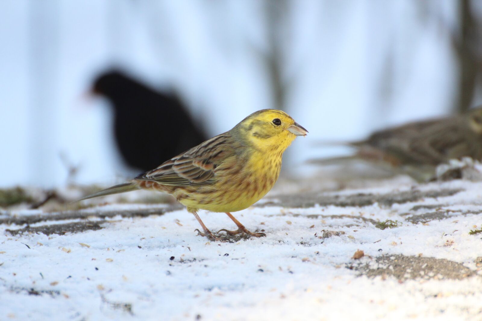 Canon EOS 600D (Rebel EOS T3i / EOS Kiss X5) sample photo. Goldammer, bird, winter photography