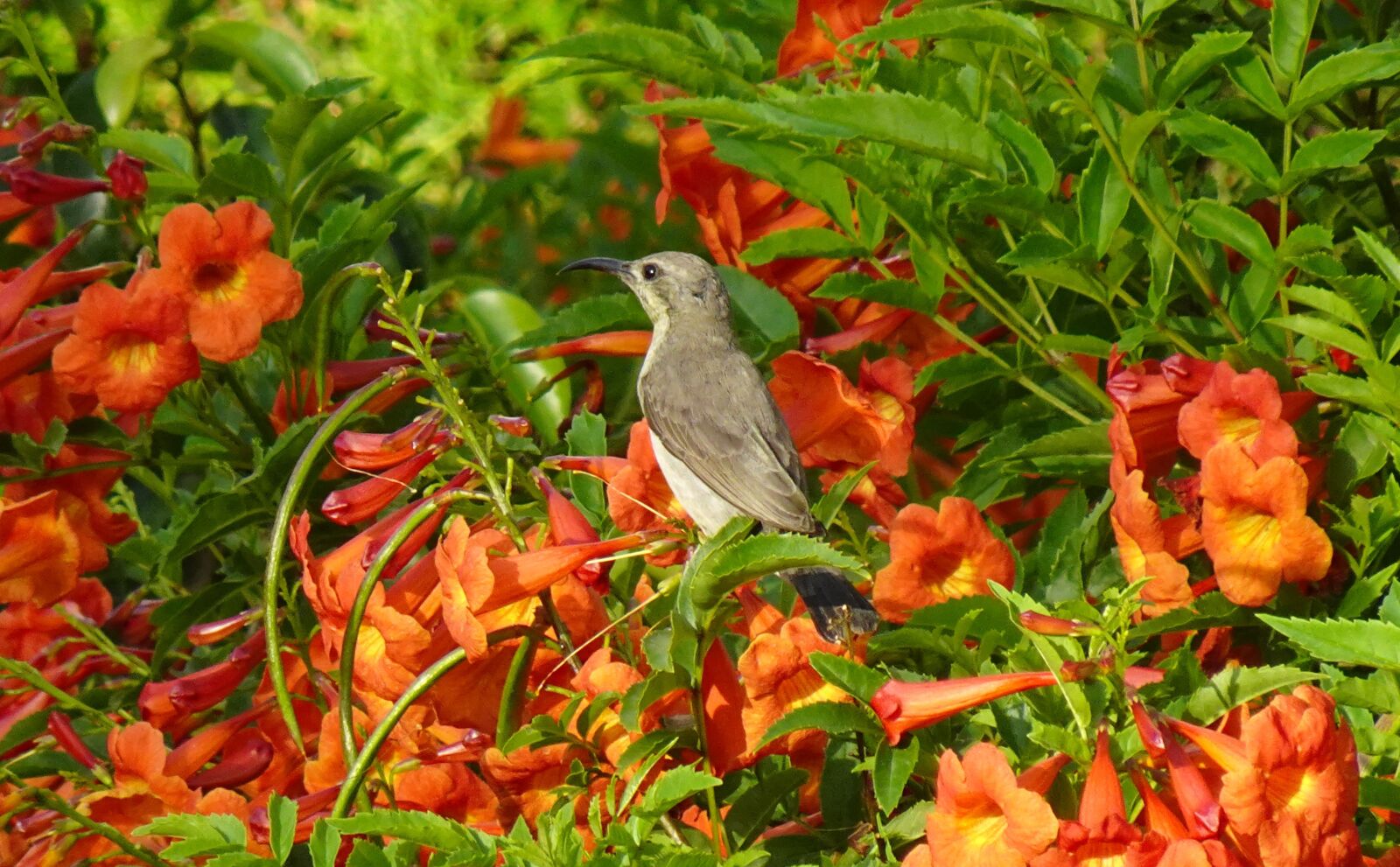 Sony DSC-WX800 sample photo. Bird, purple sunbird, cinnyris photography