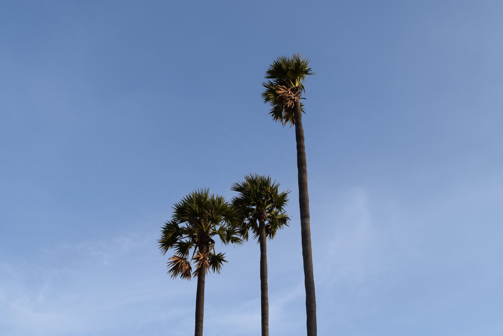 Nikon D3300 sample photo. India, trees photography