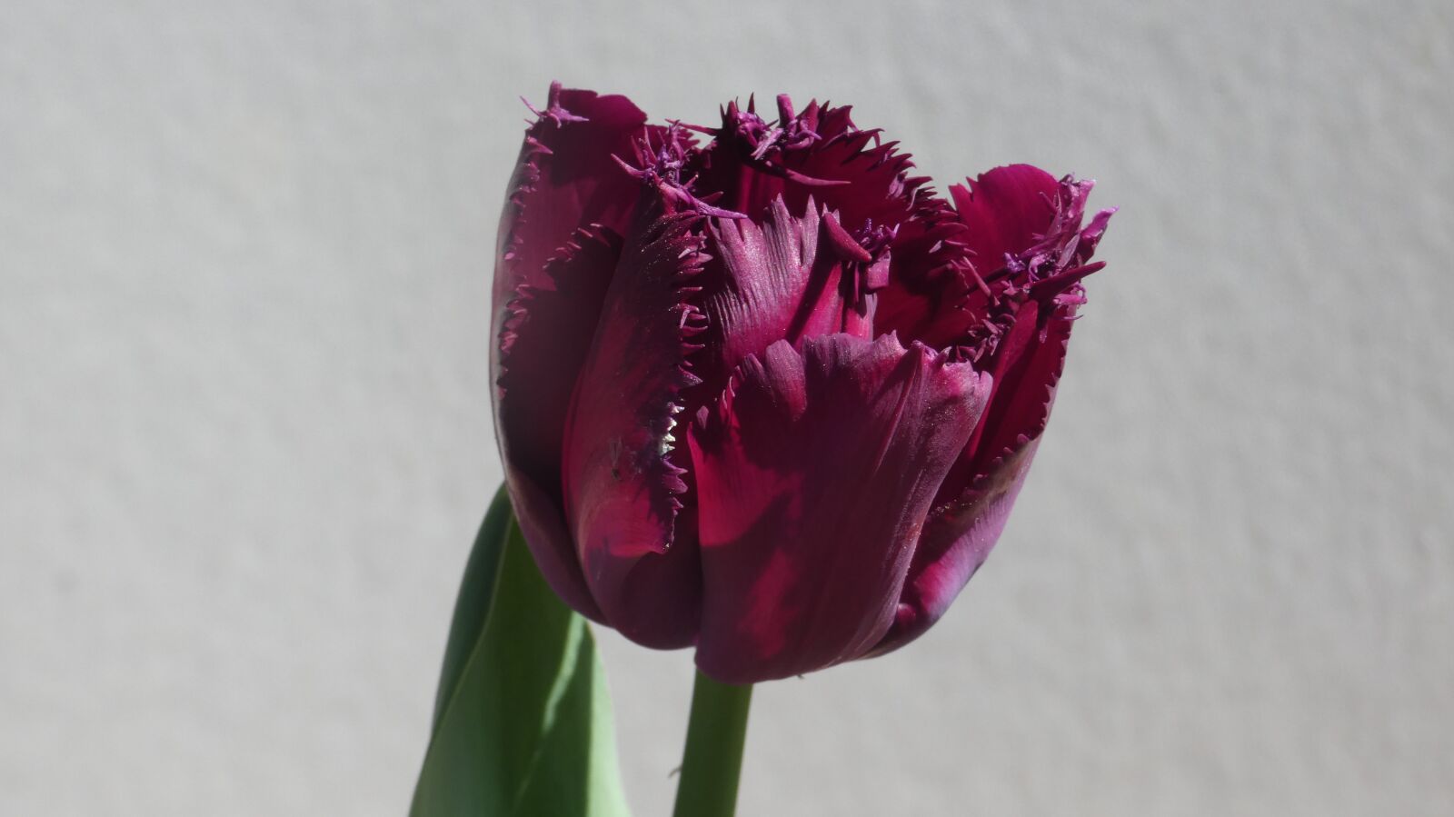 Panasonic DC-FZ80 sample photo. Tulips, flowers, spring photography