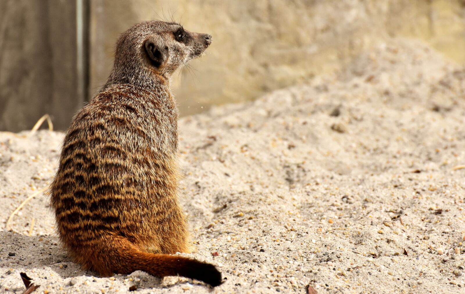 Nikon D7200 sample photo. Meerkat, animal, nature photography