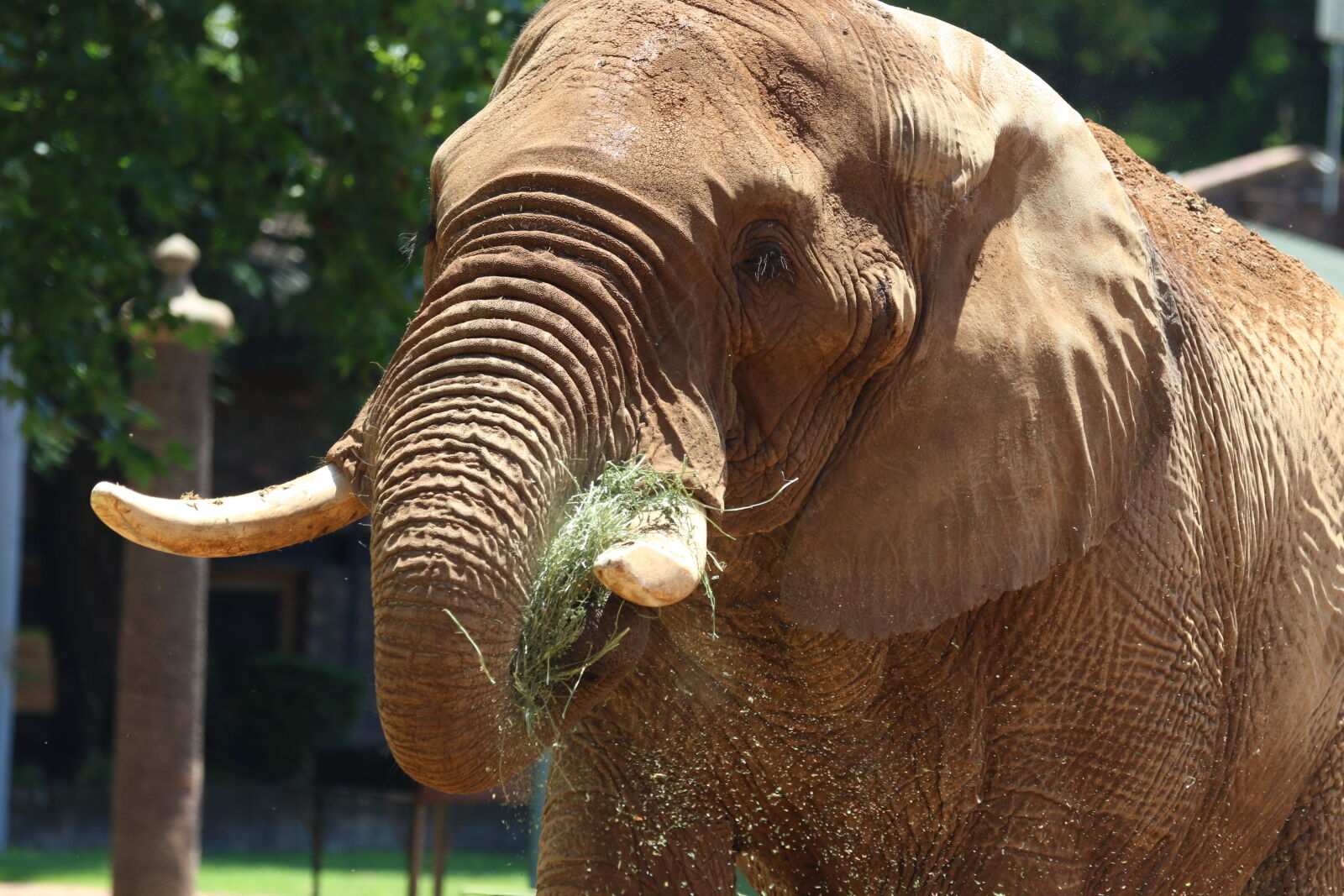 Canon EOS 7D Mark II sample photo. Animal, eat, elephant, elephant photography