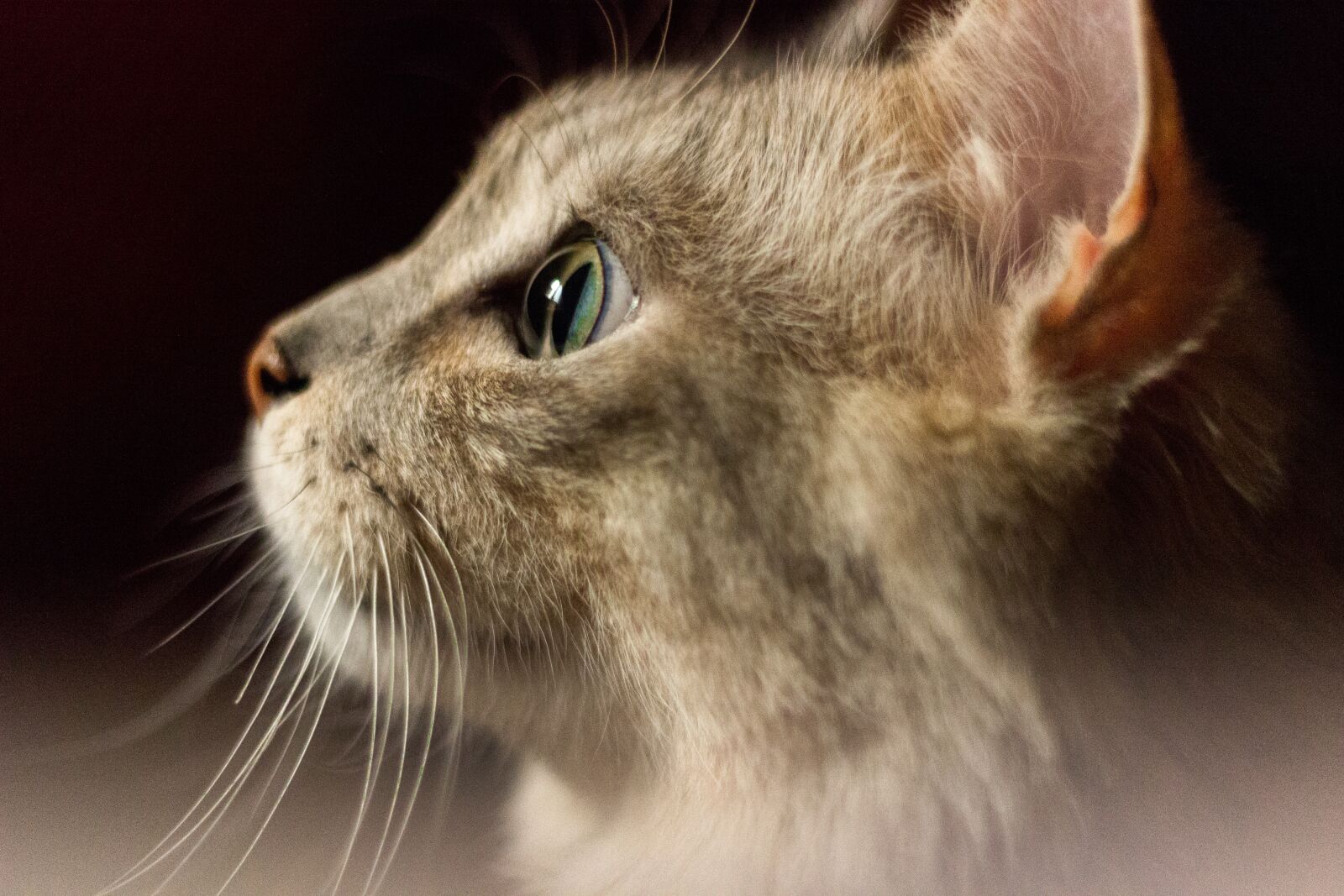 Canon EOS 600D (Rebel EOS T3i / EOS Kiss X5) + Canon EF 50mm F1.8 II sample photo. Cat, cute, whiskers photography