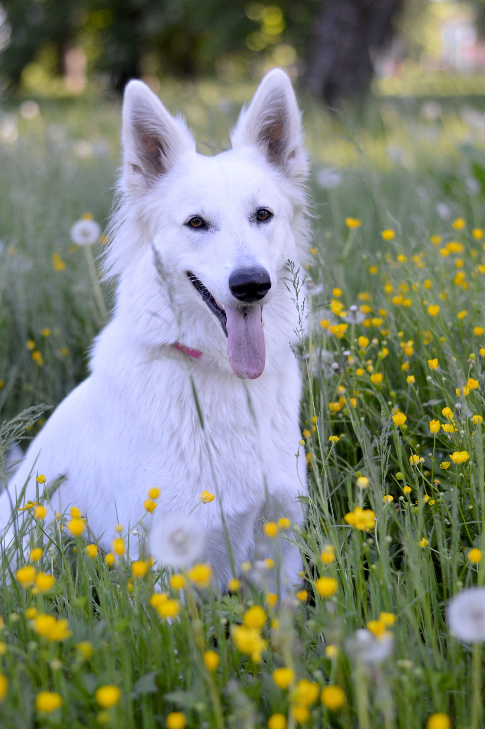 Nikon D3200 sample photo. Summer, dog, white photography