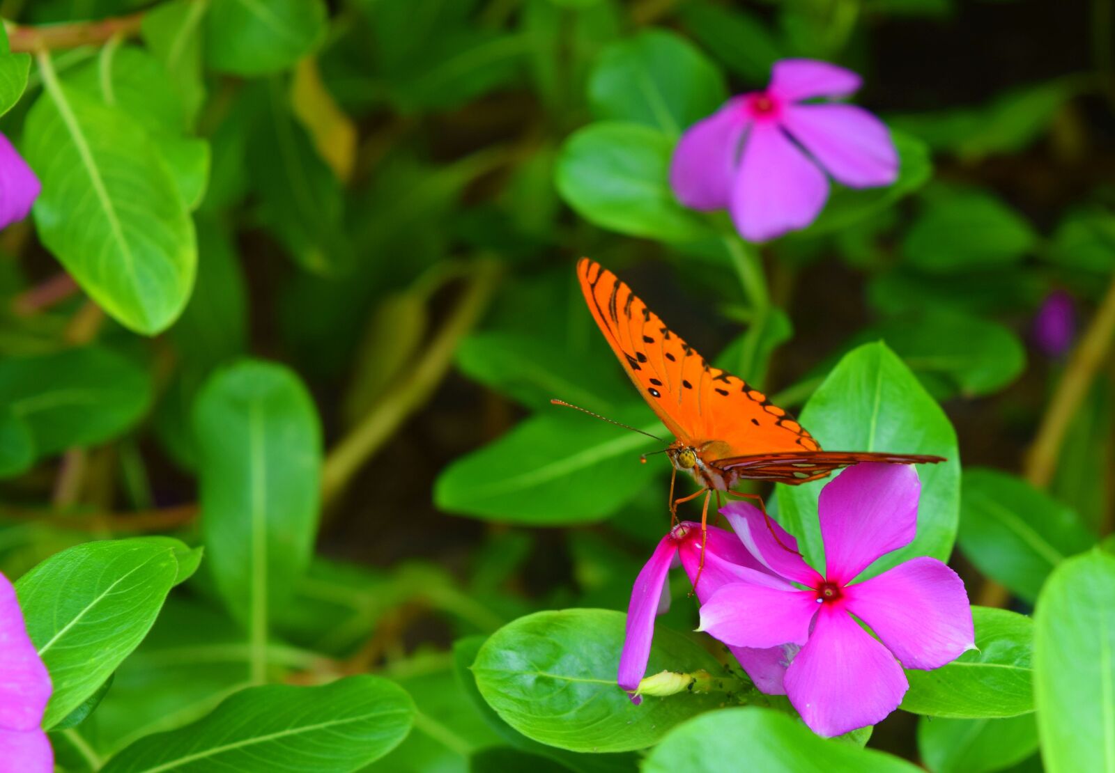 Nikon D5300 sample photo. Butterfly, nature, insect photography