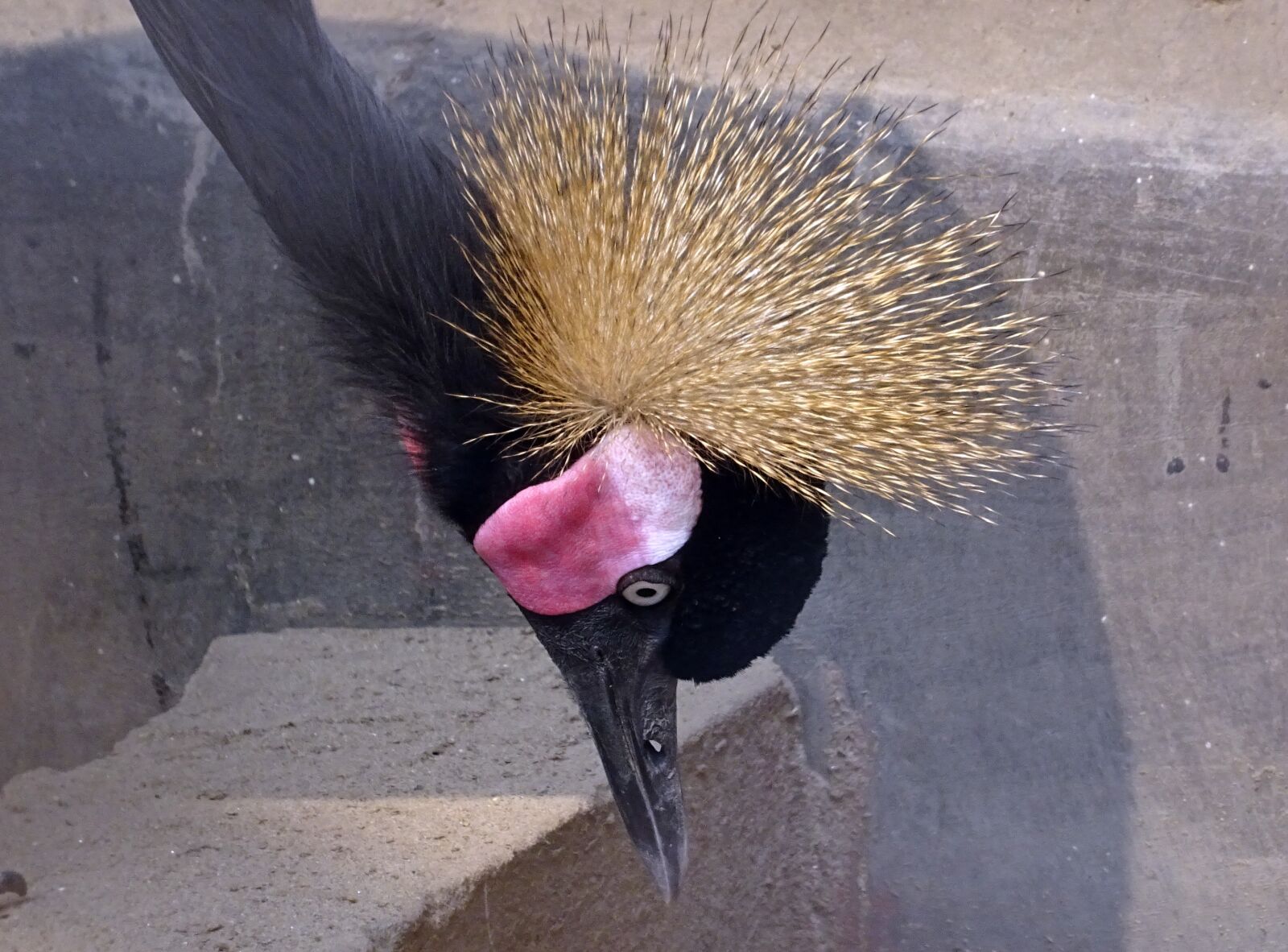 Sony DSC-HX60V sample photo. Crane, bird, black crowned photography
