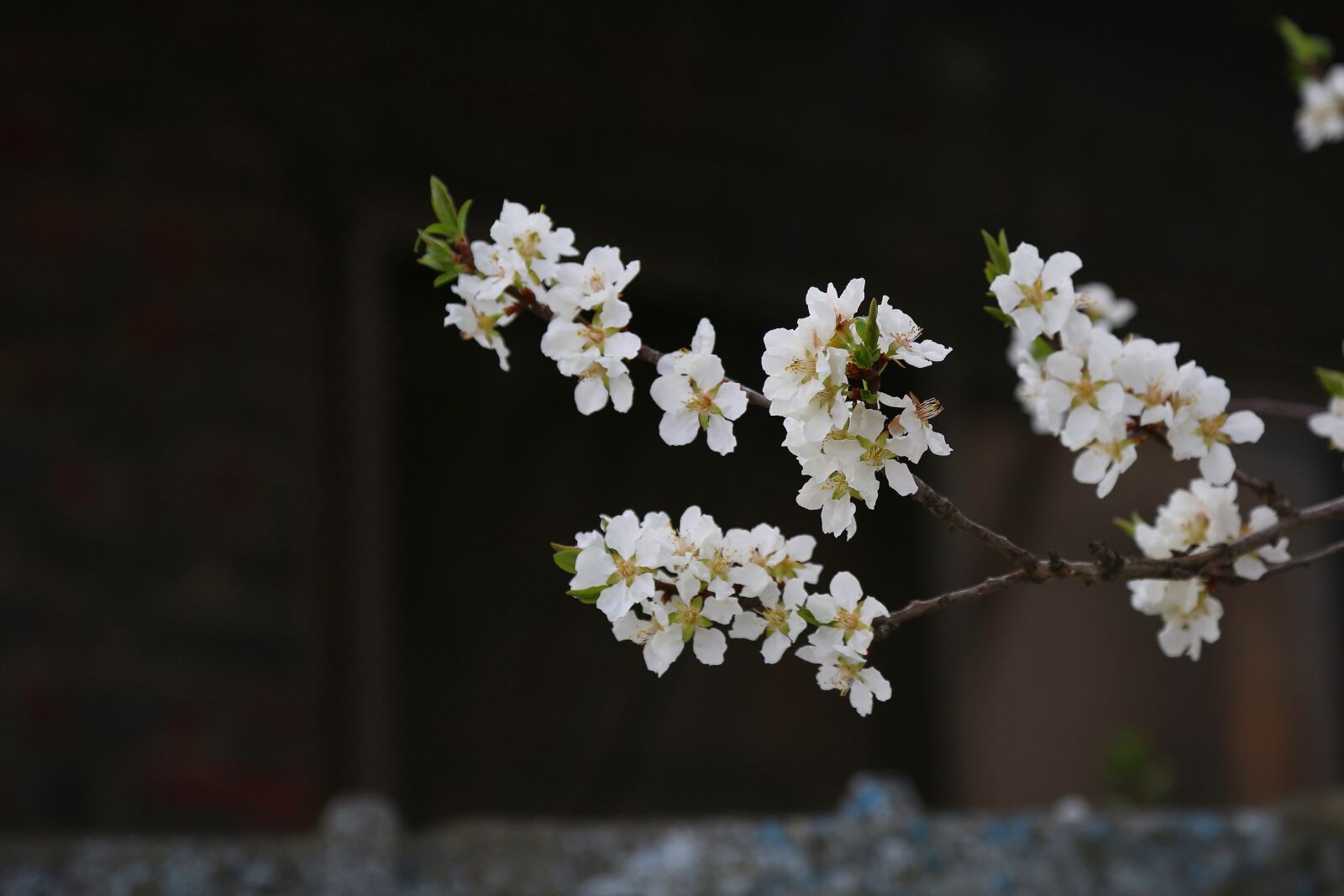 Canon EF 24-105mm F4L IS USM sample photo. Cherry blossom, wood, plants photography