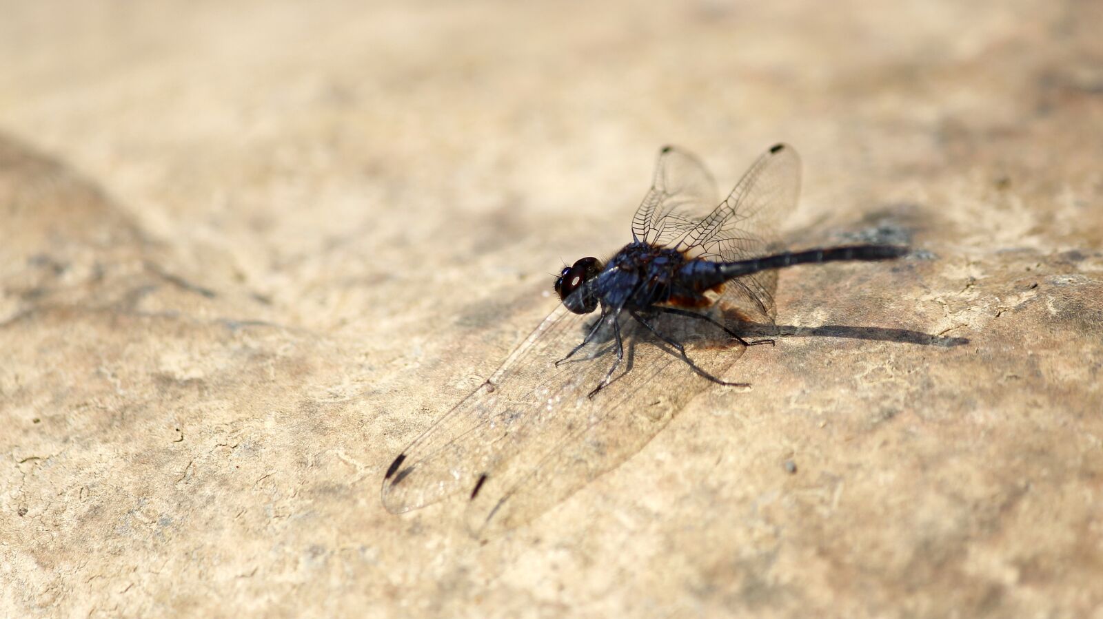 Canon EOS 700D (EOS Rebel T5i / EOS Kiss X7i) sample photo. Nature, animal, wildlife photography