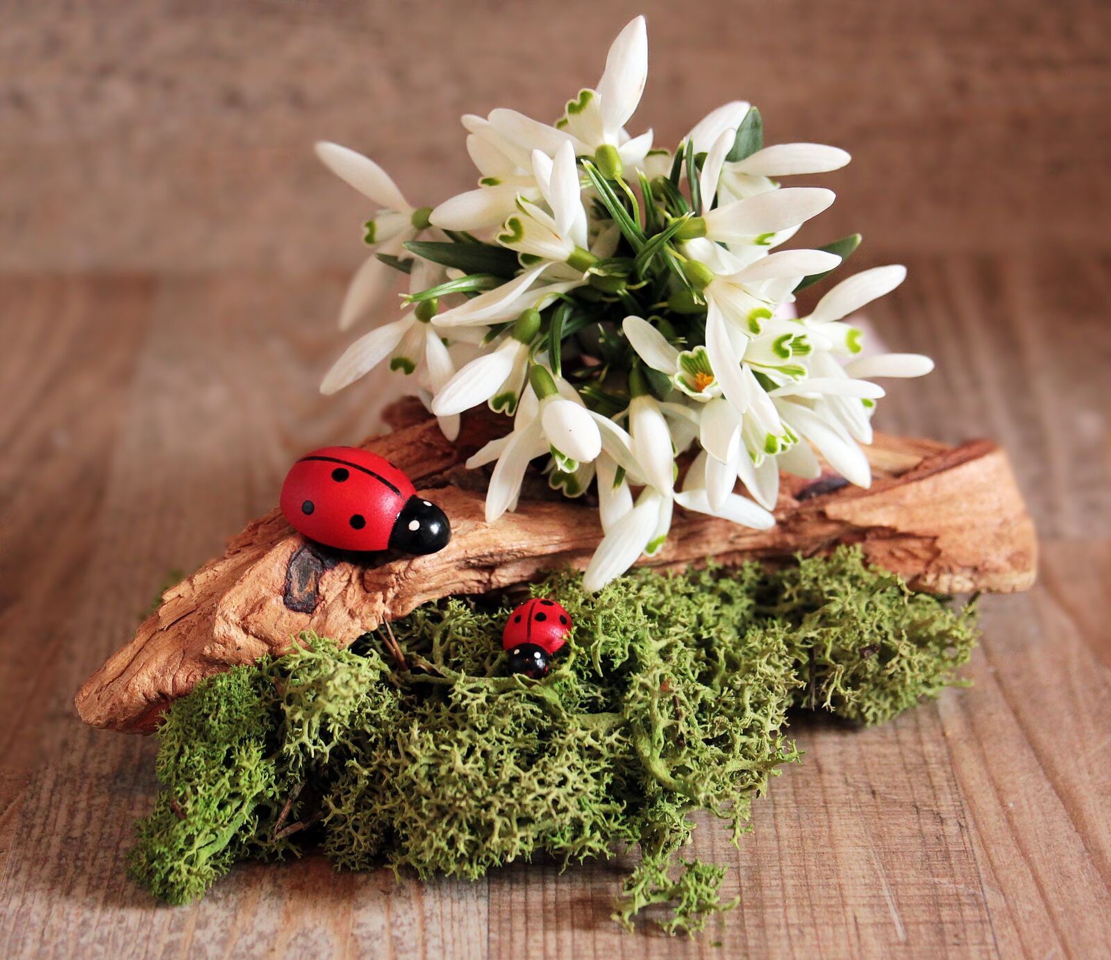 Canon EOS 550D (EOS Rebel T2i / EOS Kiss X4) sample photo. Snowdrop, ladybug, flower photography