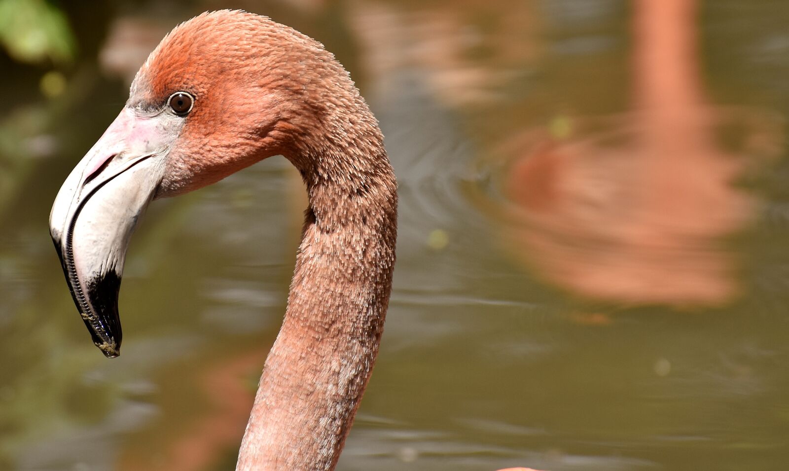 Nikon D7200 sample photo. Flamingo, bird, colorful photography