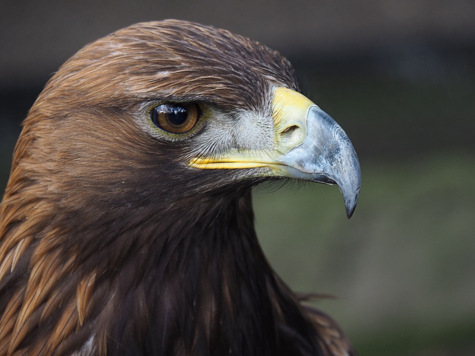 Olympus OM-D E-M5 II sample photo. Beak, bird, animal photography