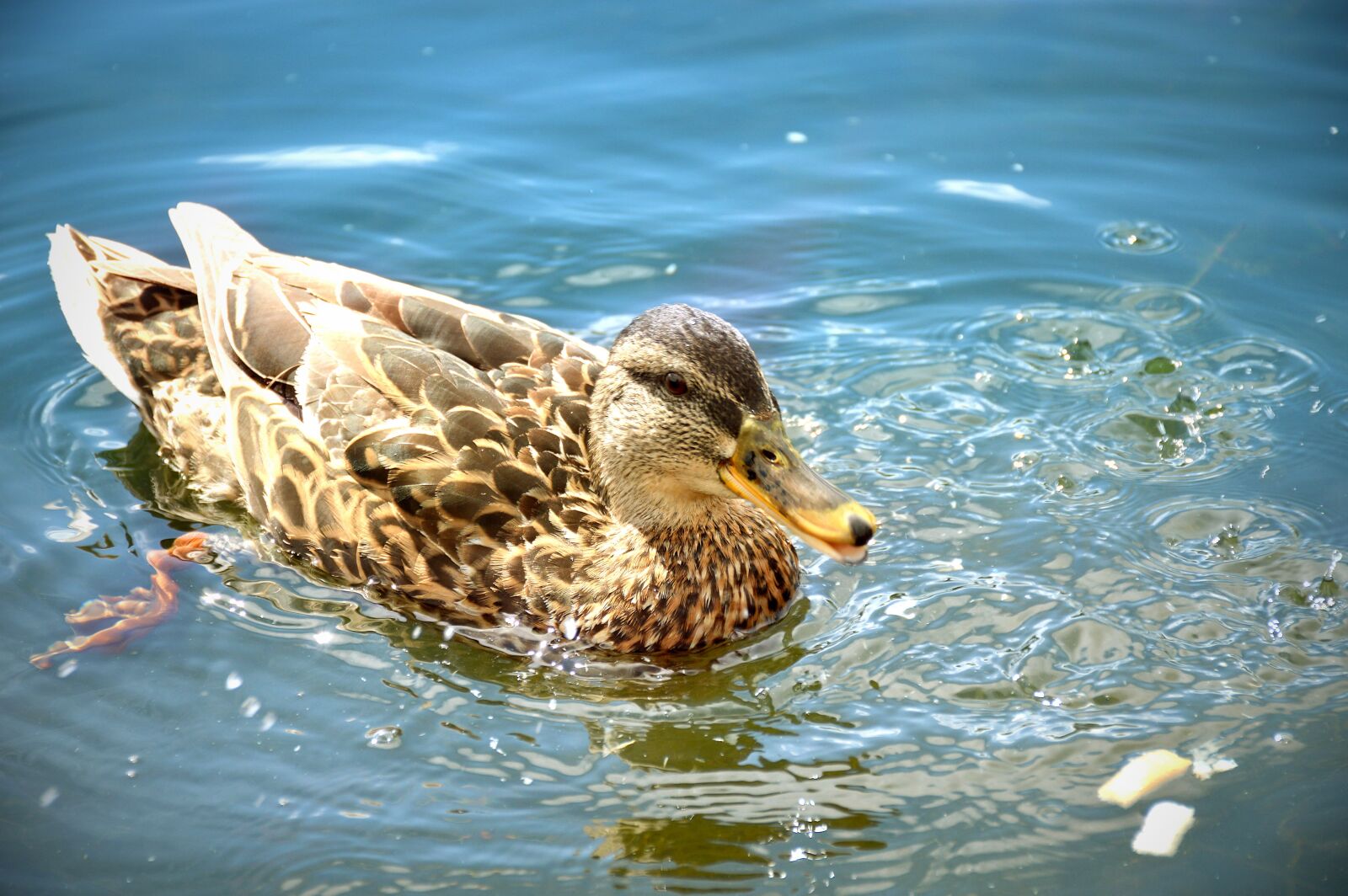 Nikon D3200 sample photo. Duck, summer, vacation photography